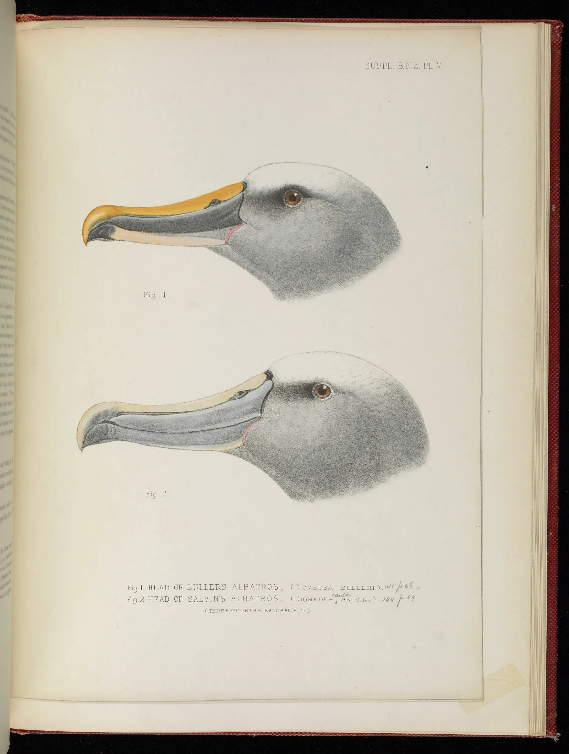 Historical bird plate: Buller's Albatross