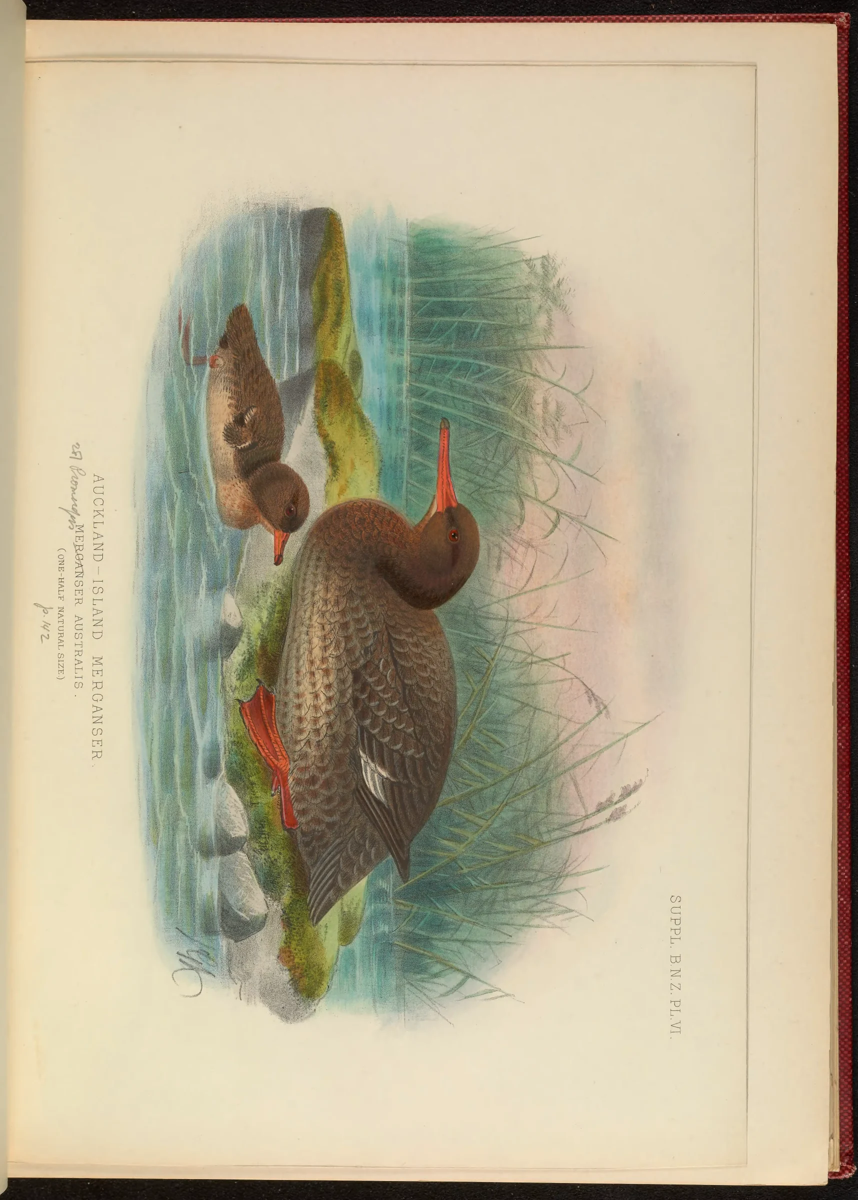Historical bird plate: New Zealand Merganser