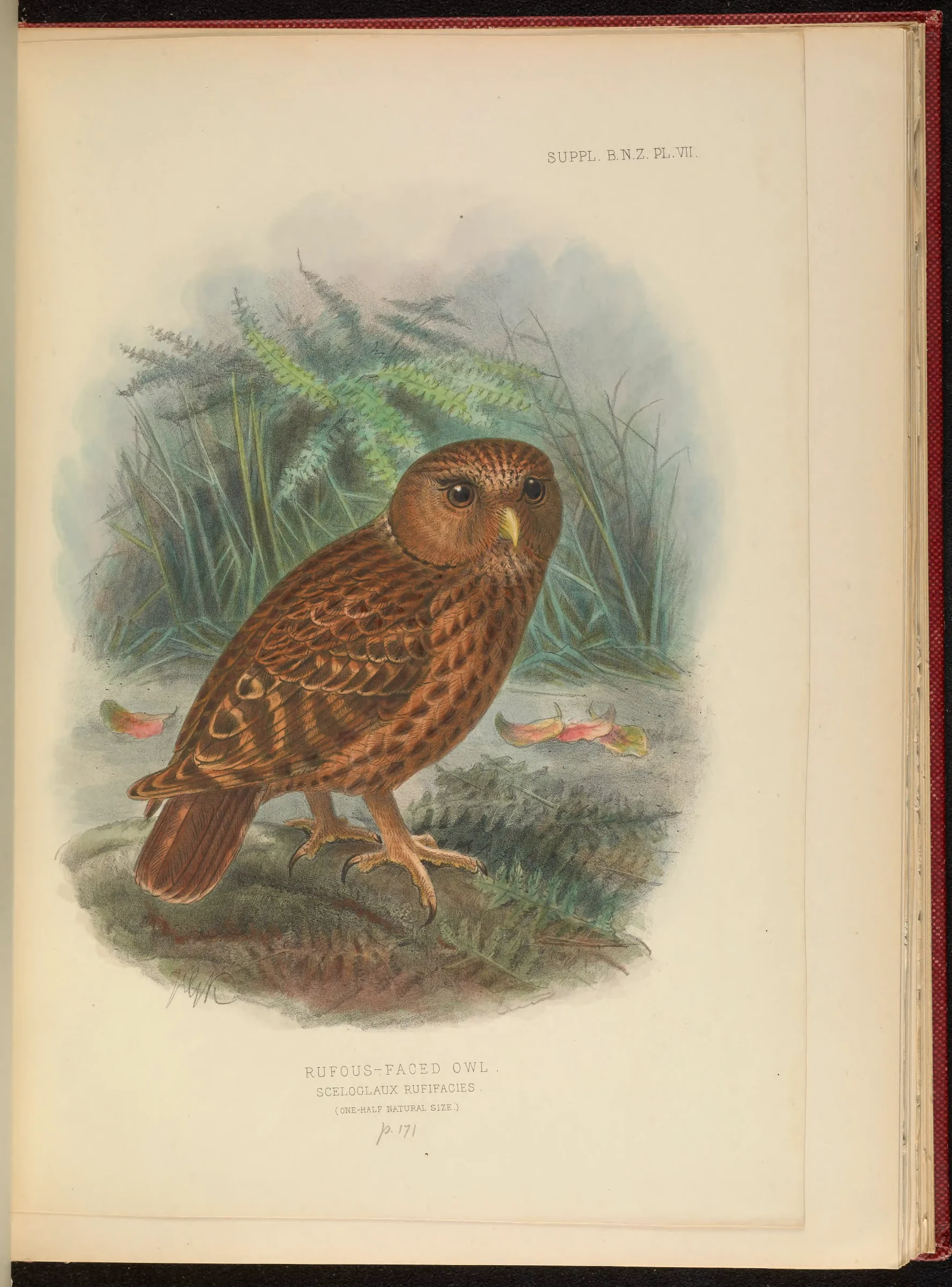 Historical bird plate: Laughing Owl