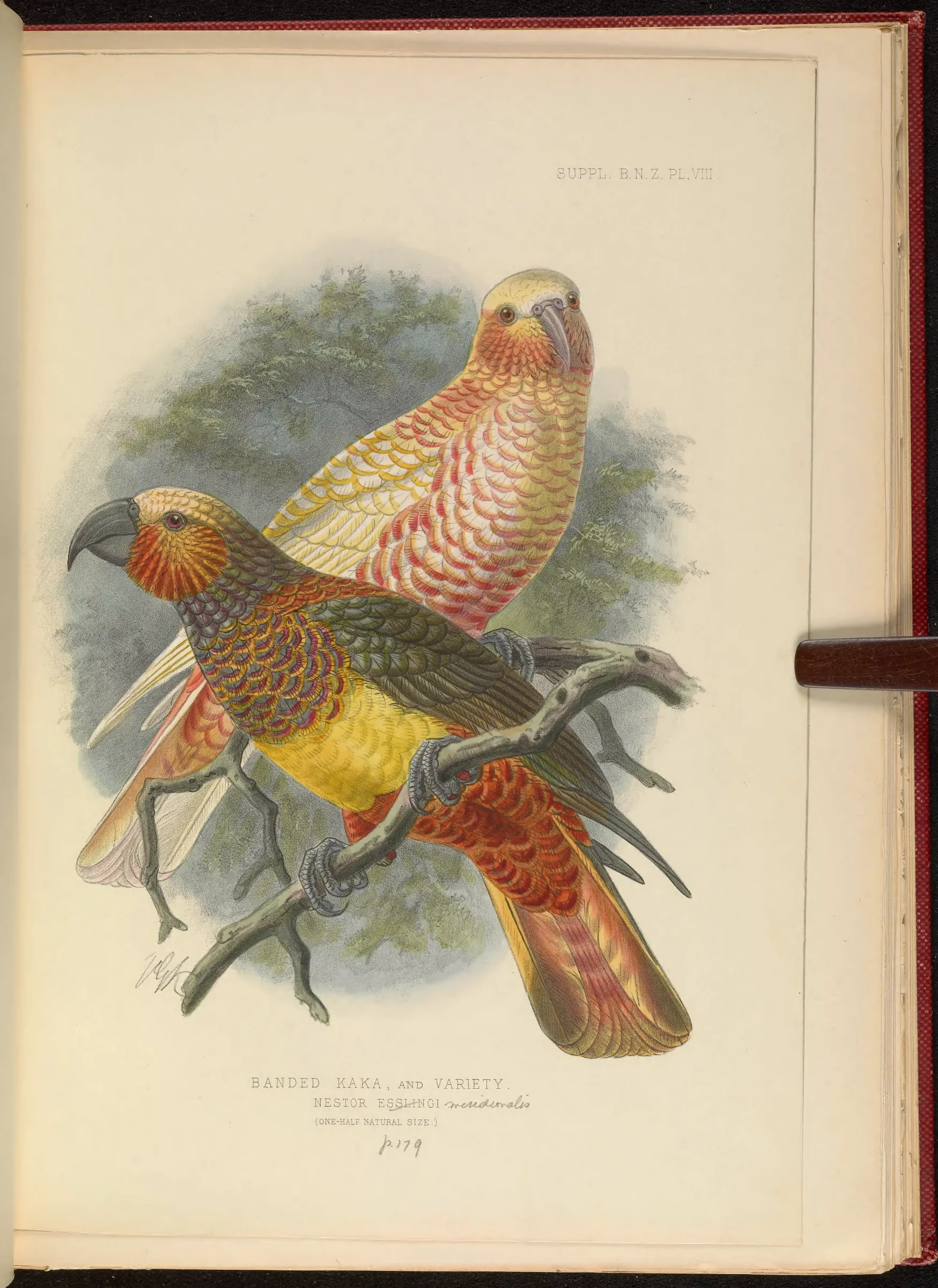 Historical bird plate: New Zealand Kaka