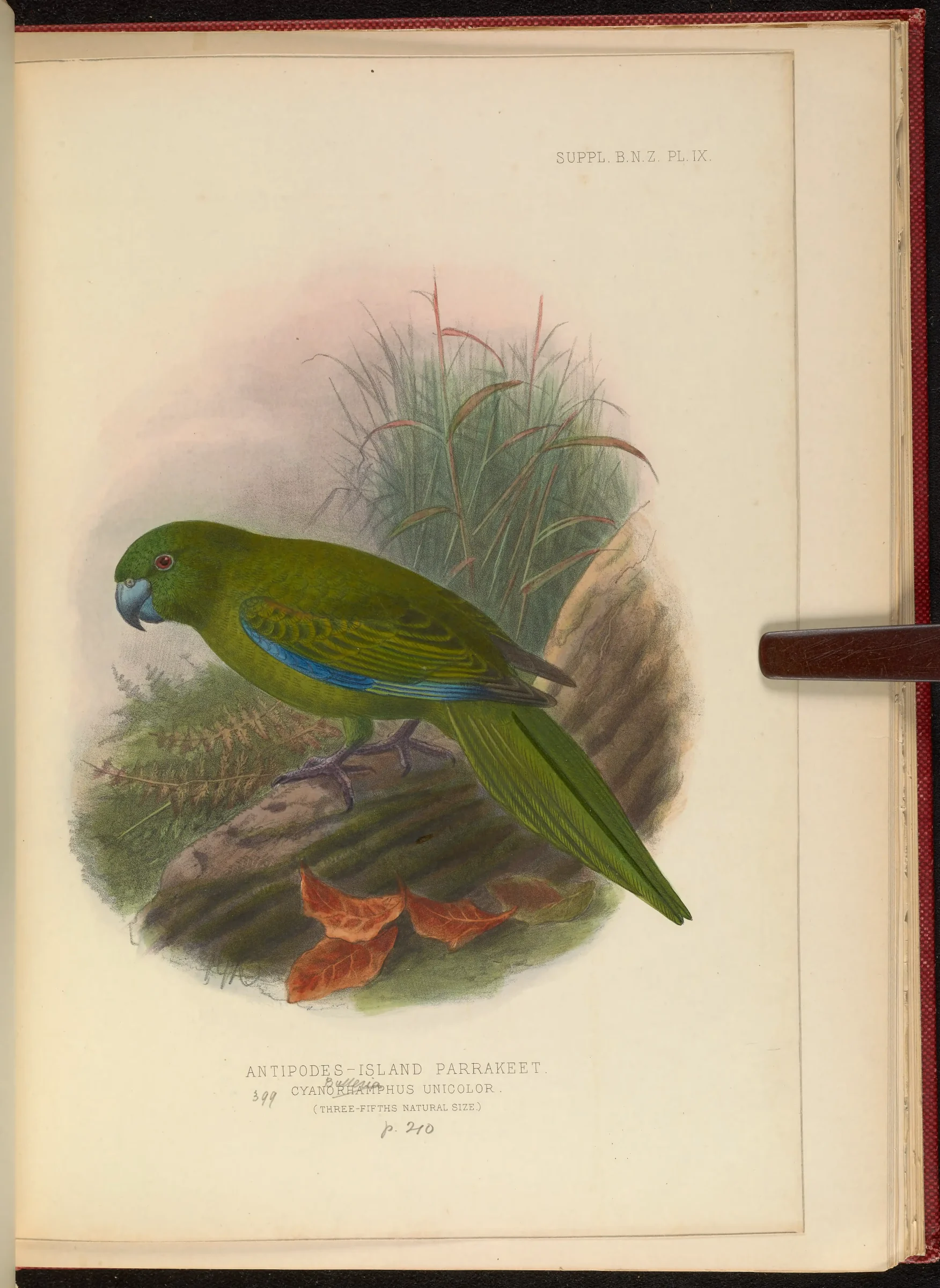 Historical bird plate: Antipodes Parakeet