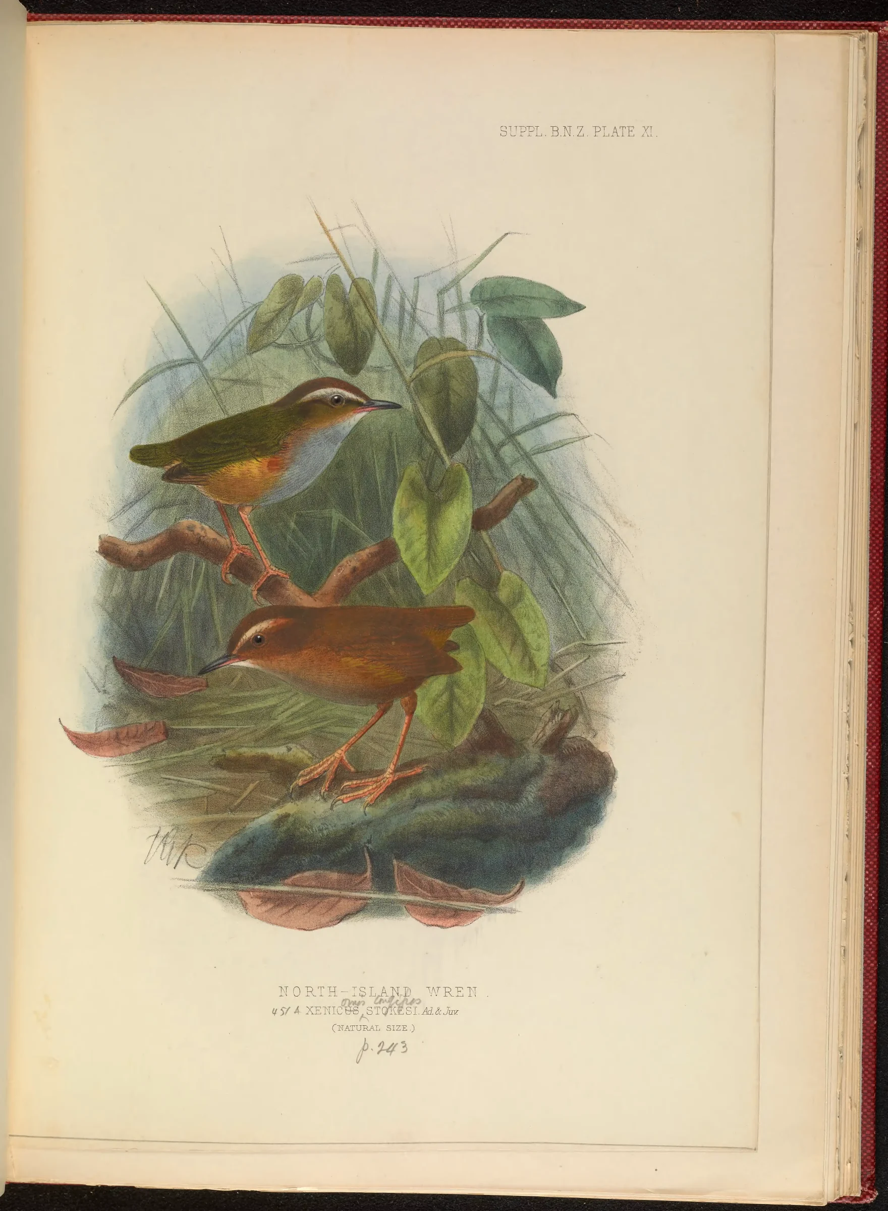Historical bird plate: Bushwren