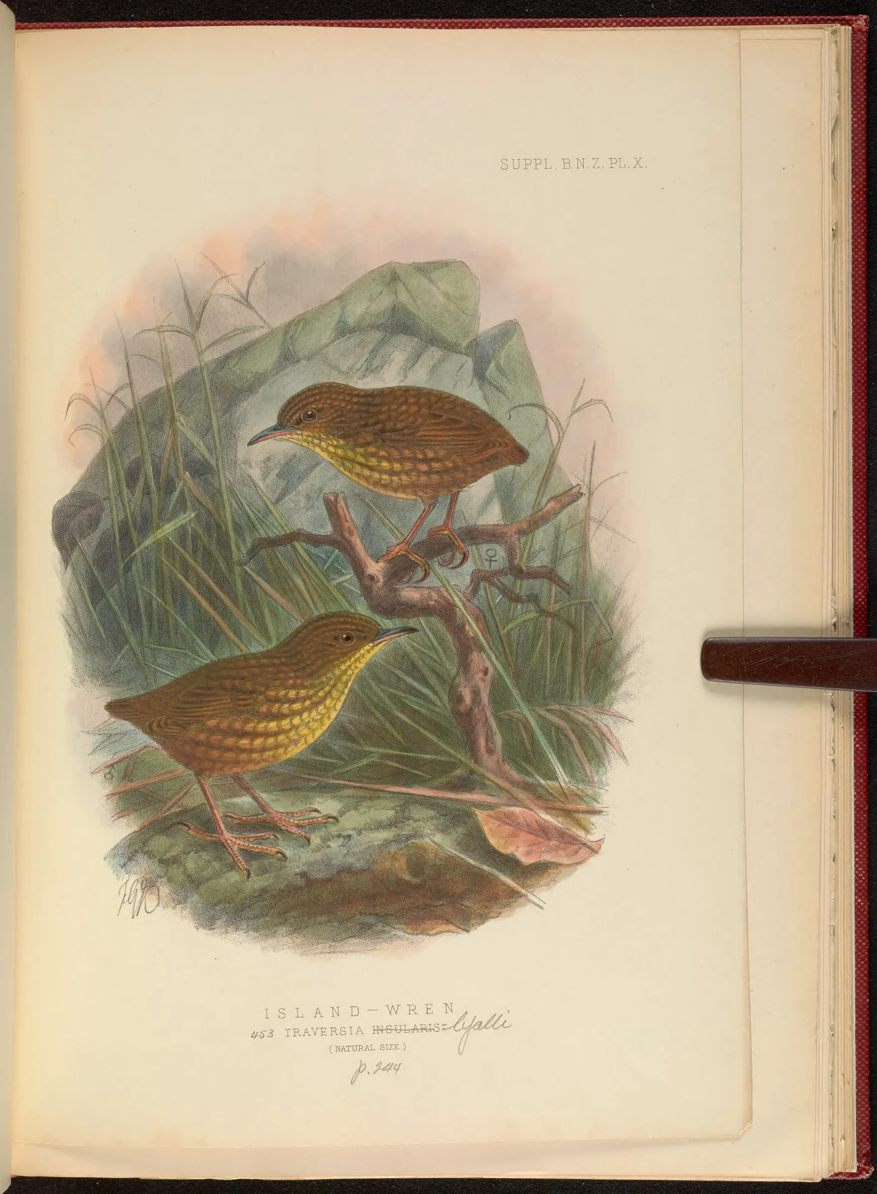 Historical bird plate: Lyall's Wren