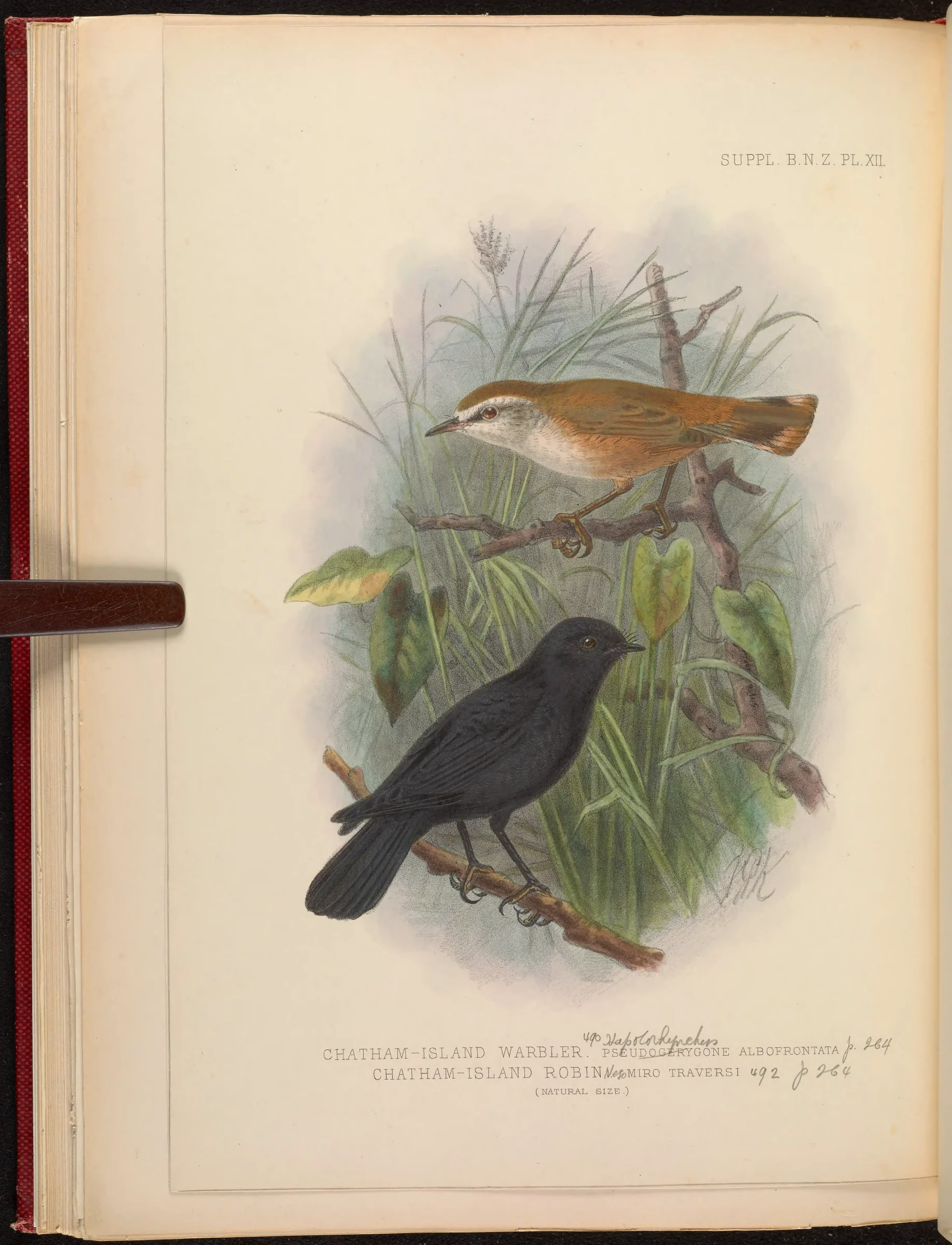 Historical bird plate: Black Robin