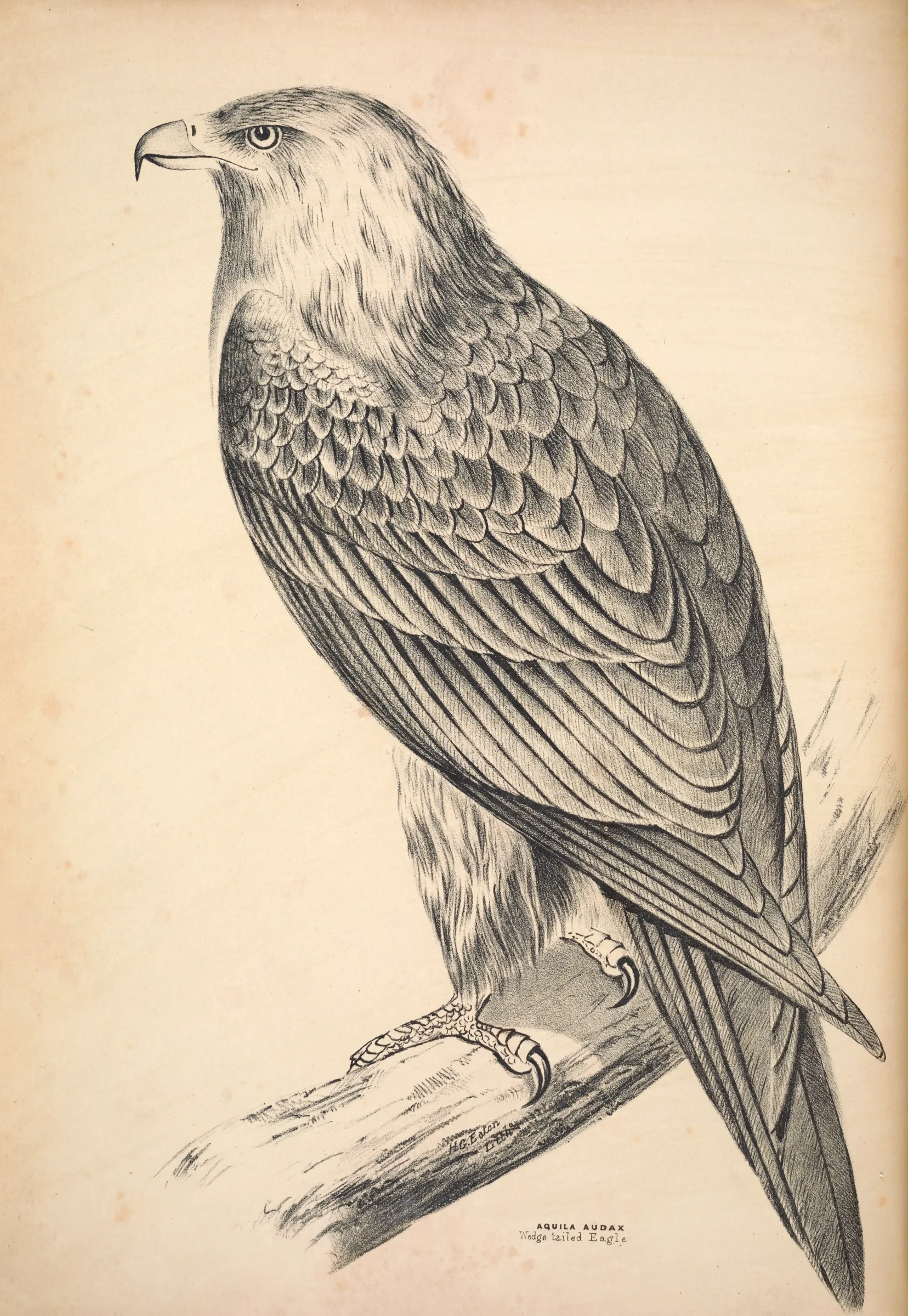 Historical bird plate: Wedge-tailed Eagle