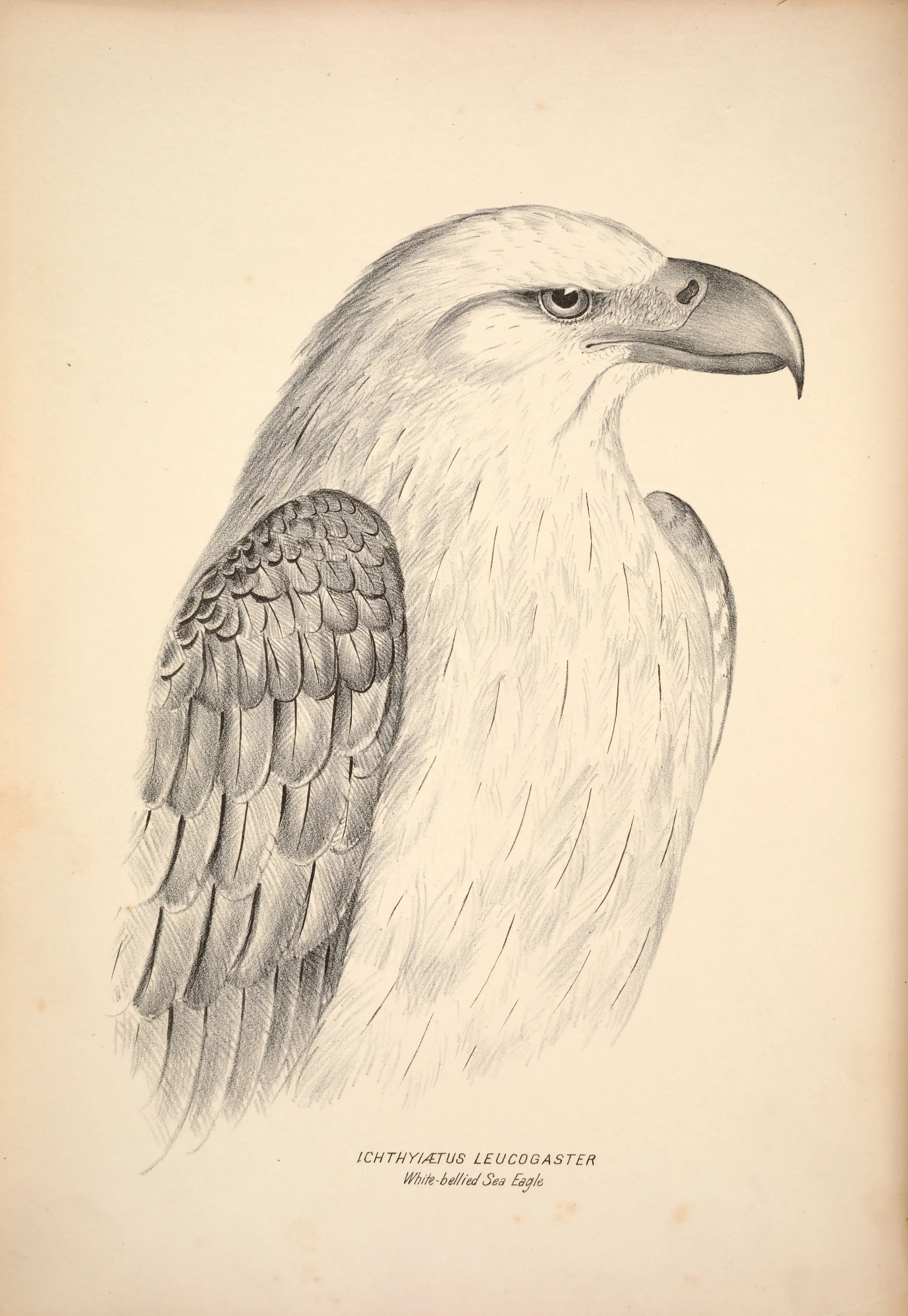 Historical bird plate: White-bellied Sea Eagle