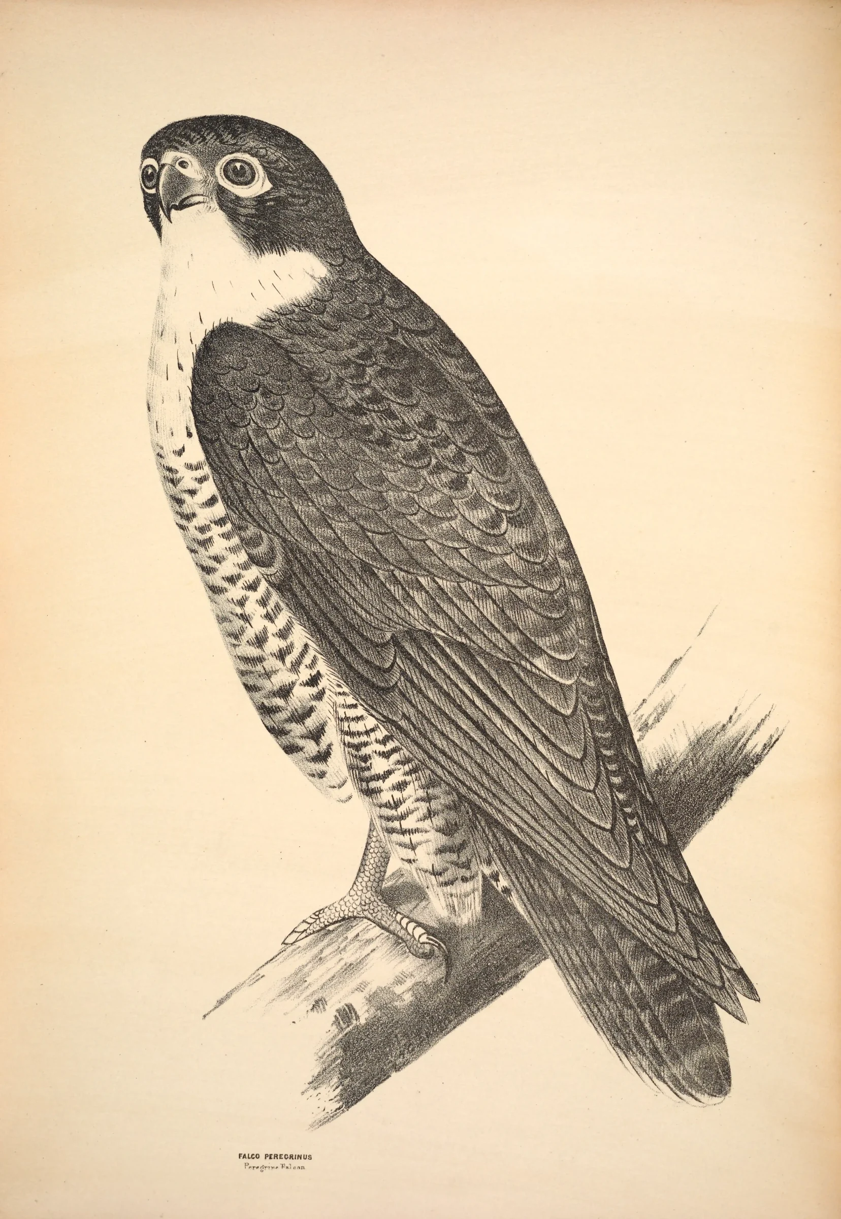 Historical bird plate: Peregrine Falcon