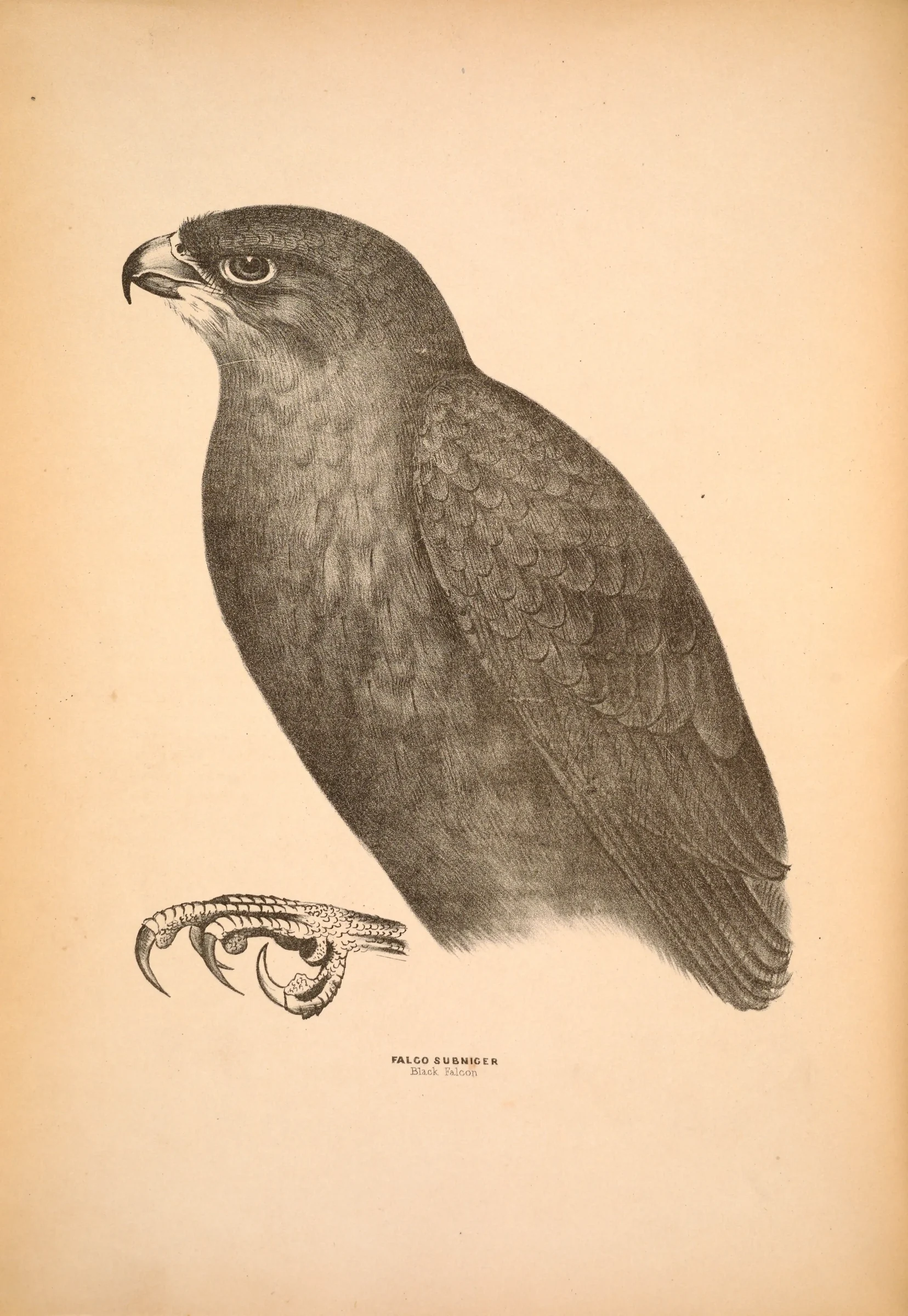 Historical bird plate: Black Falcon