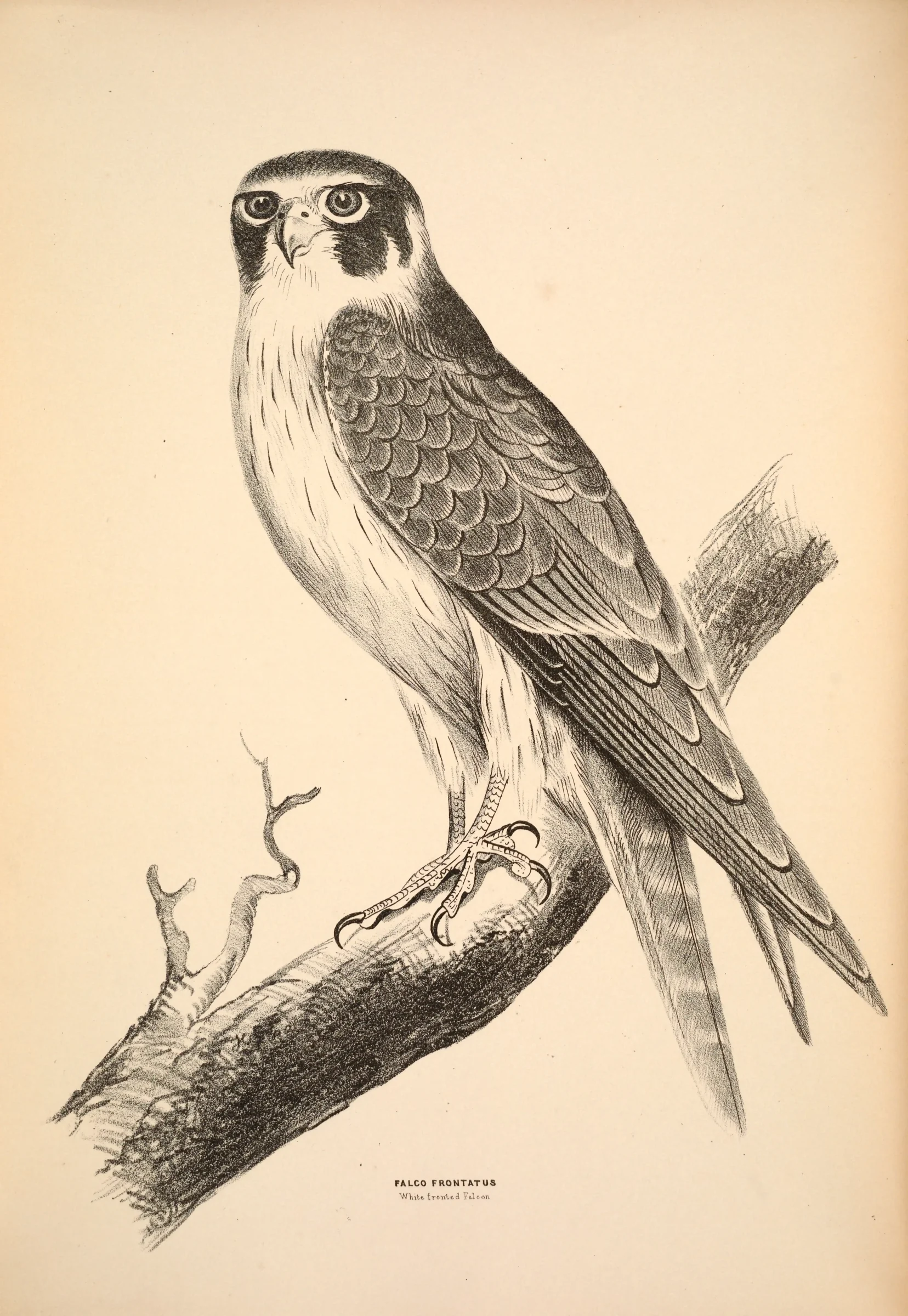 Historical bird plate: Australian Hobby