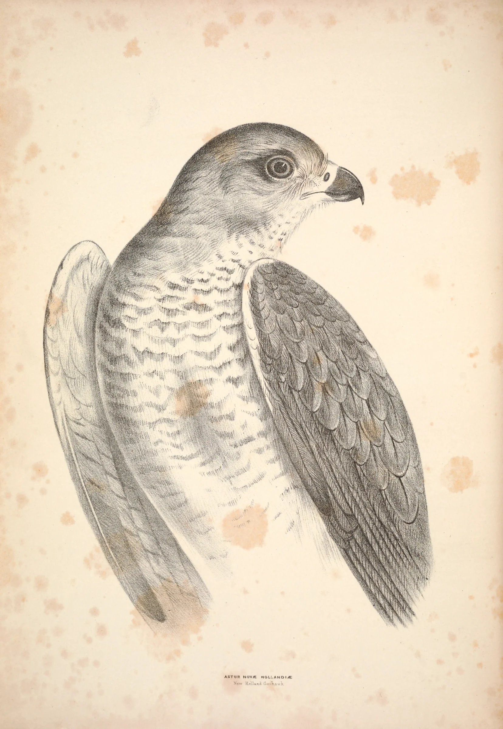 Historical bird plate: Grey Goshawk