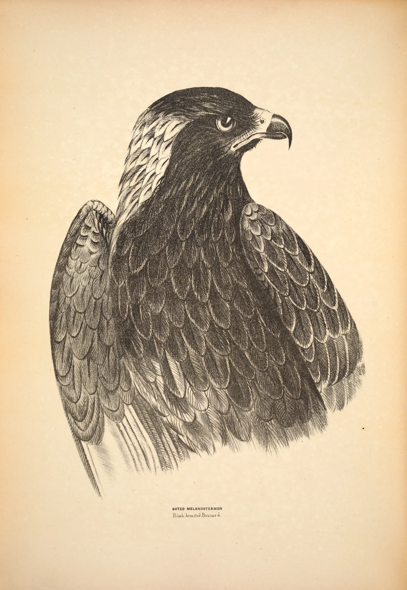 Historical bird plate: Black-breasted Buzzard