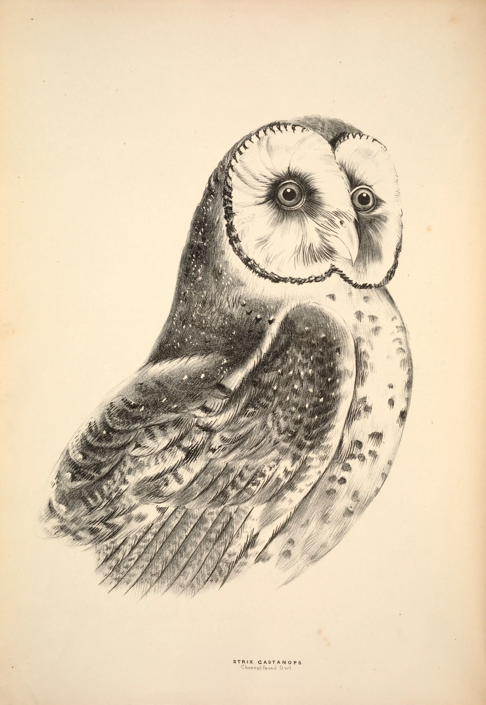 Historical bird plate: Australasian Masked Owl