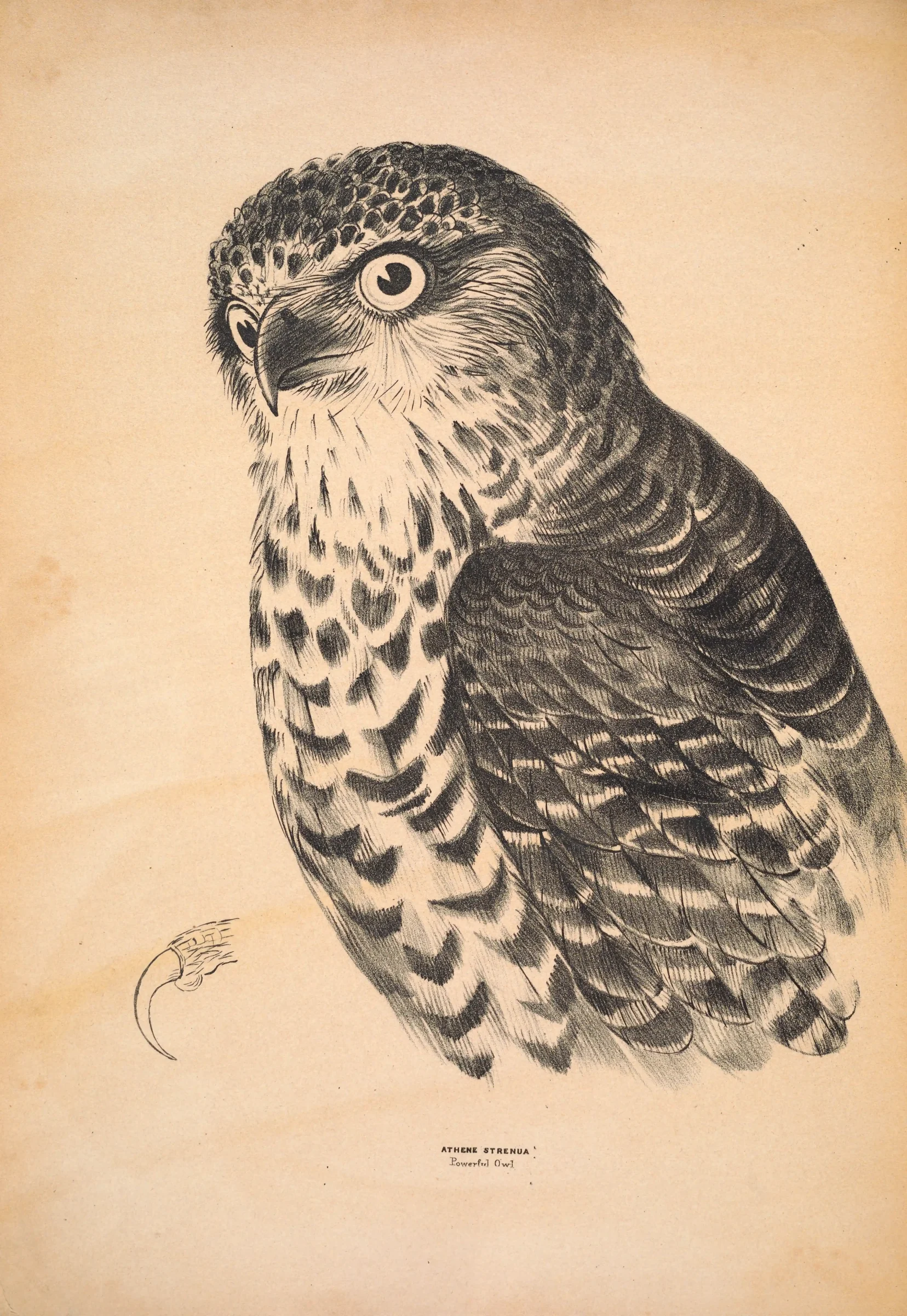 Historical bird plate: Powerful Owl
