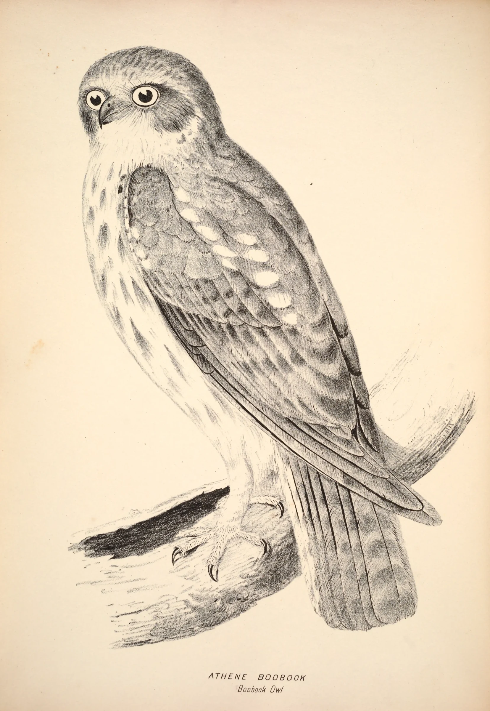 Historical bird plate: Australian Boobook