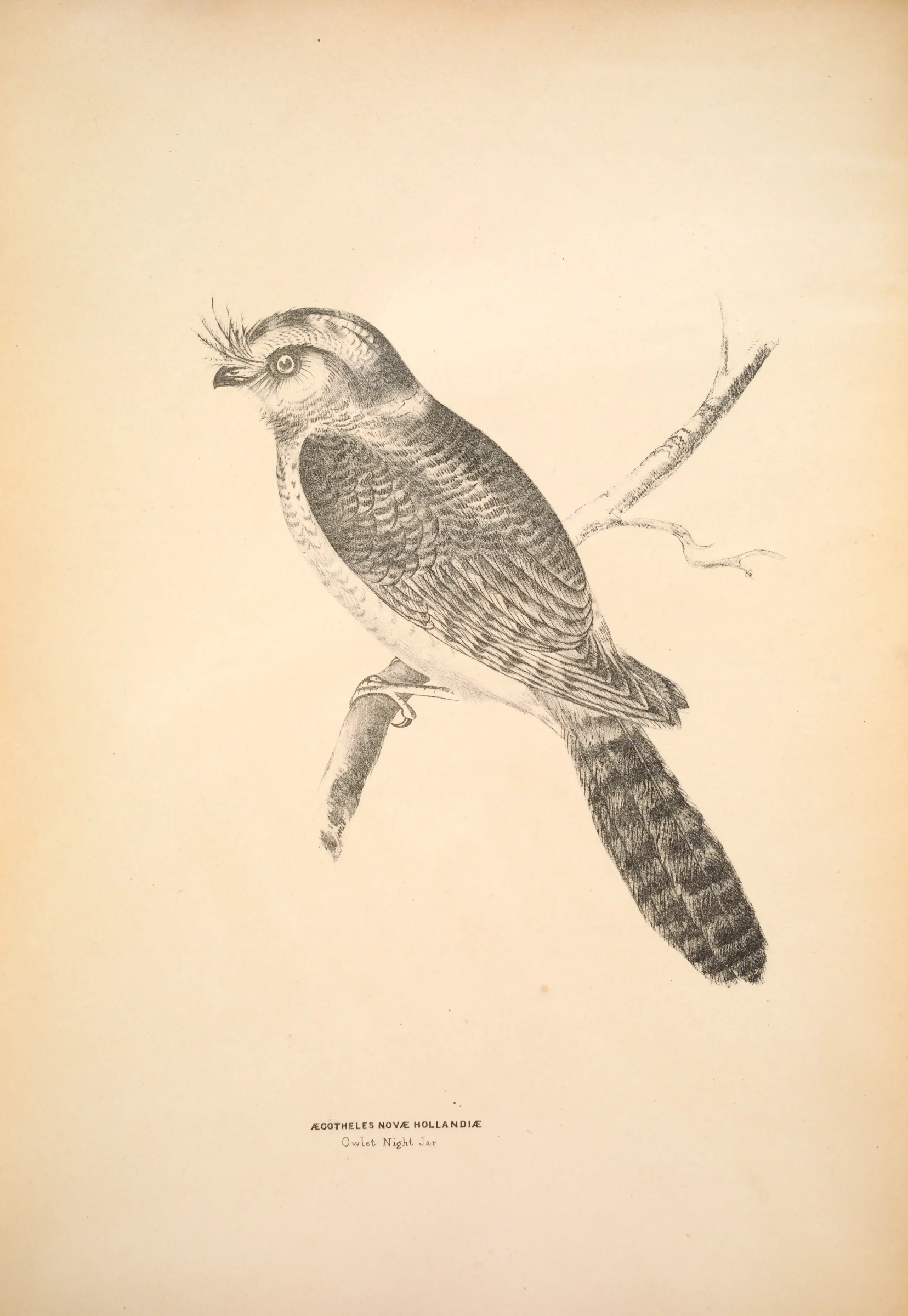 Historical bird plate: Australian Owlet-nightjar