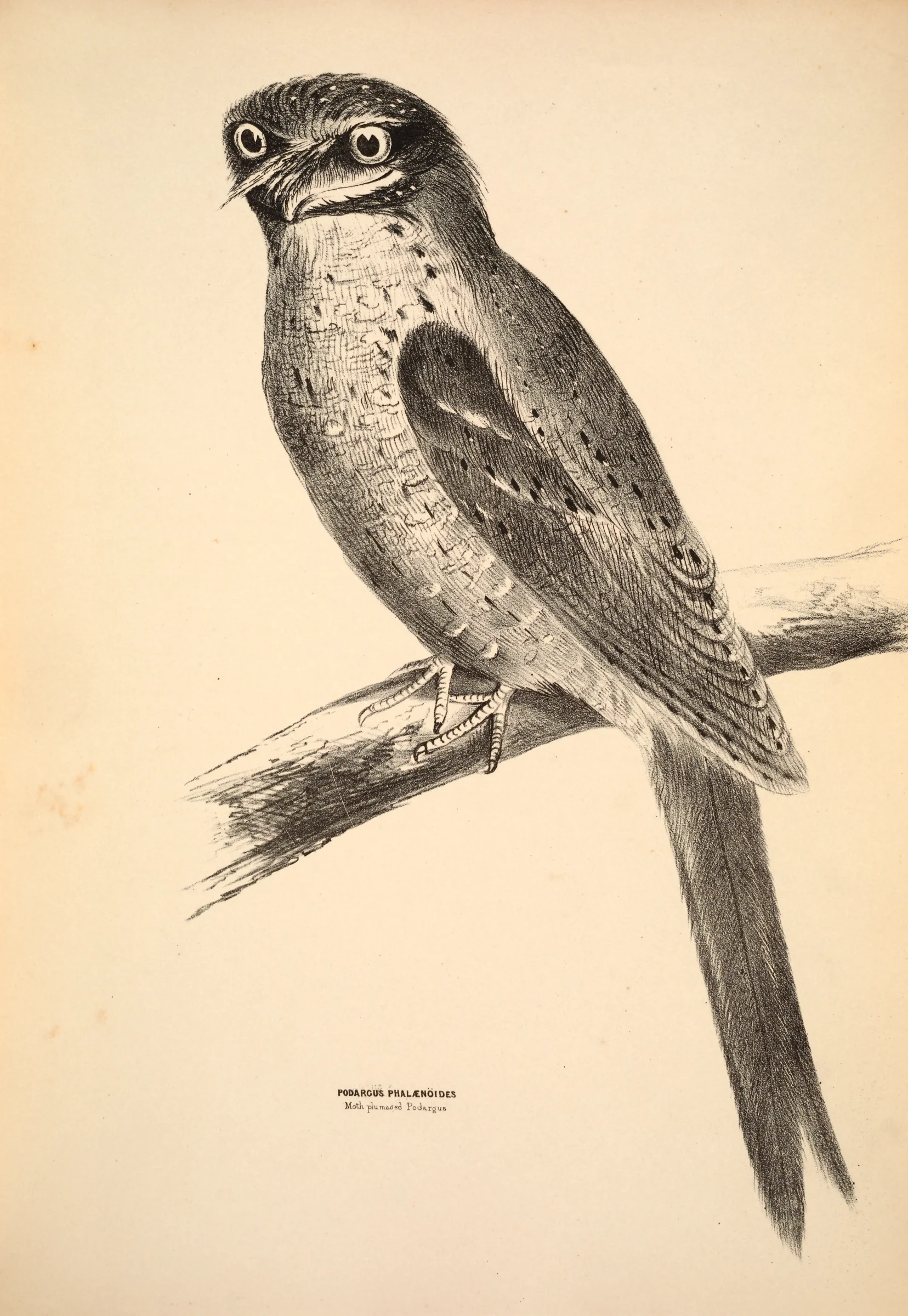 Historical bird plate: Marbled Frogmouth
