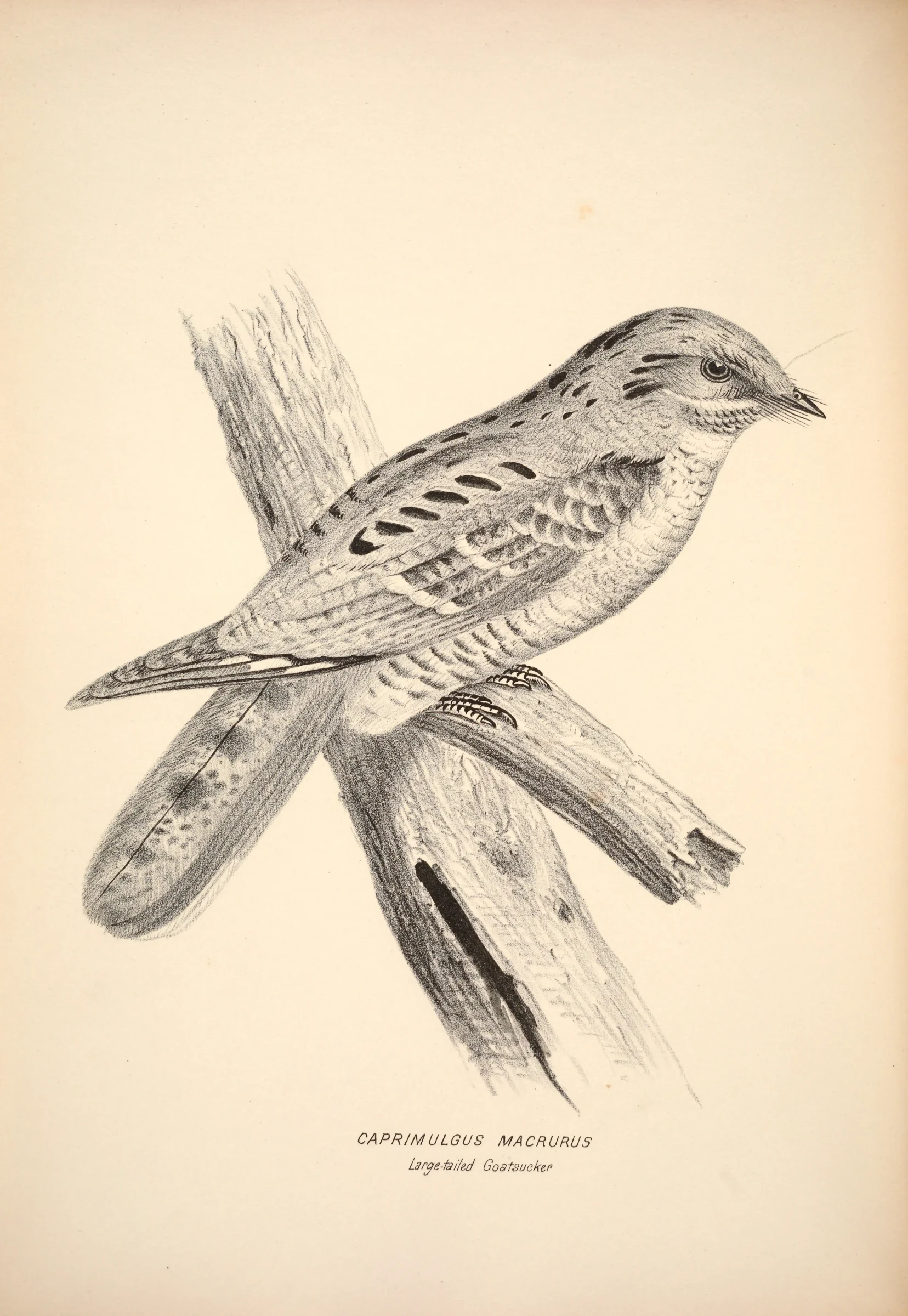 Historical bird plate: Large-tailed Nightjar