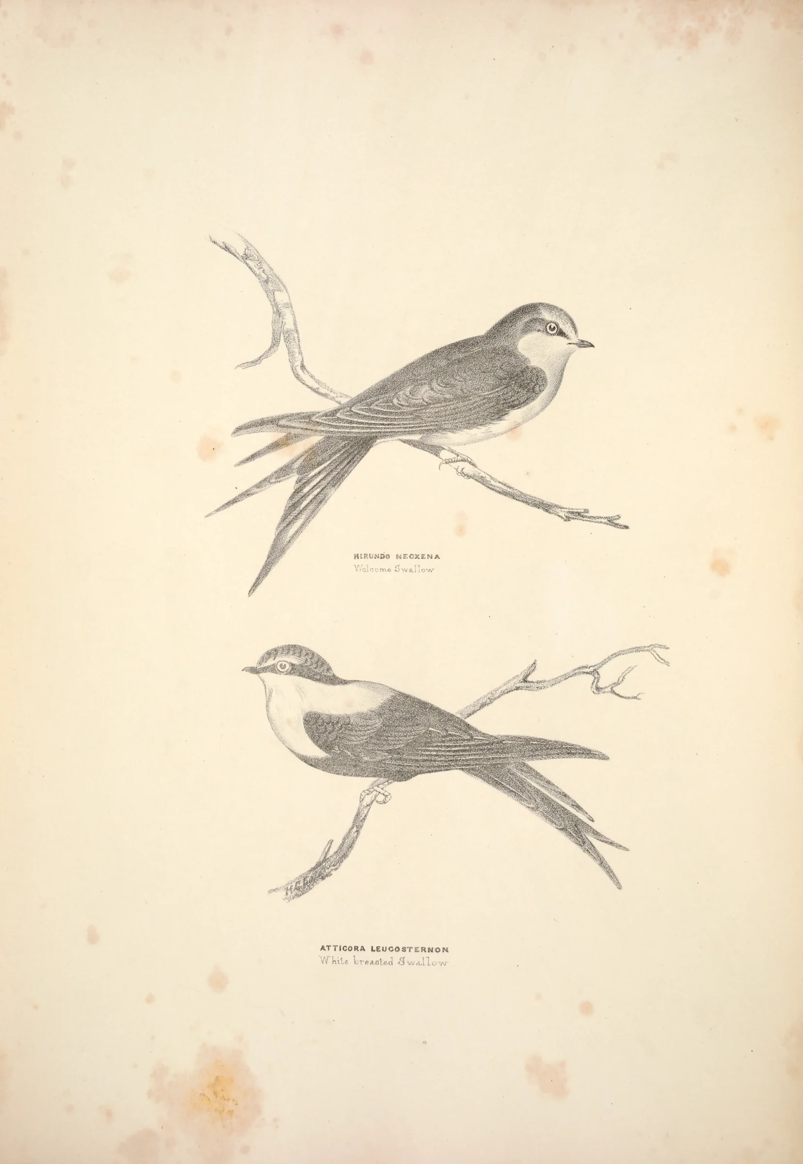 Historical bird plate: Welcome Swallow