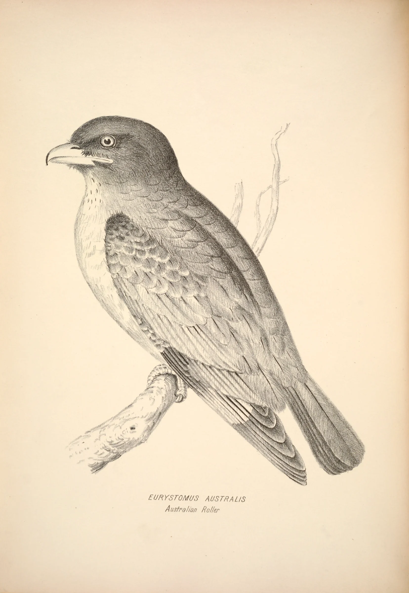 Historical bird plate: Oriental Dollarbird