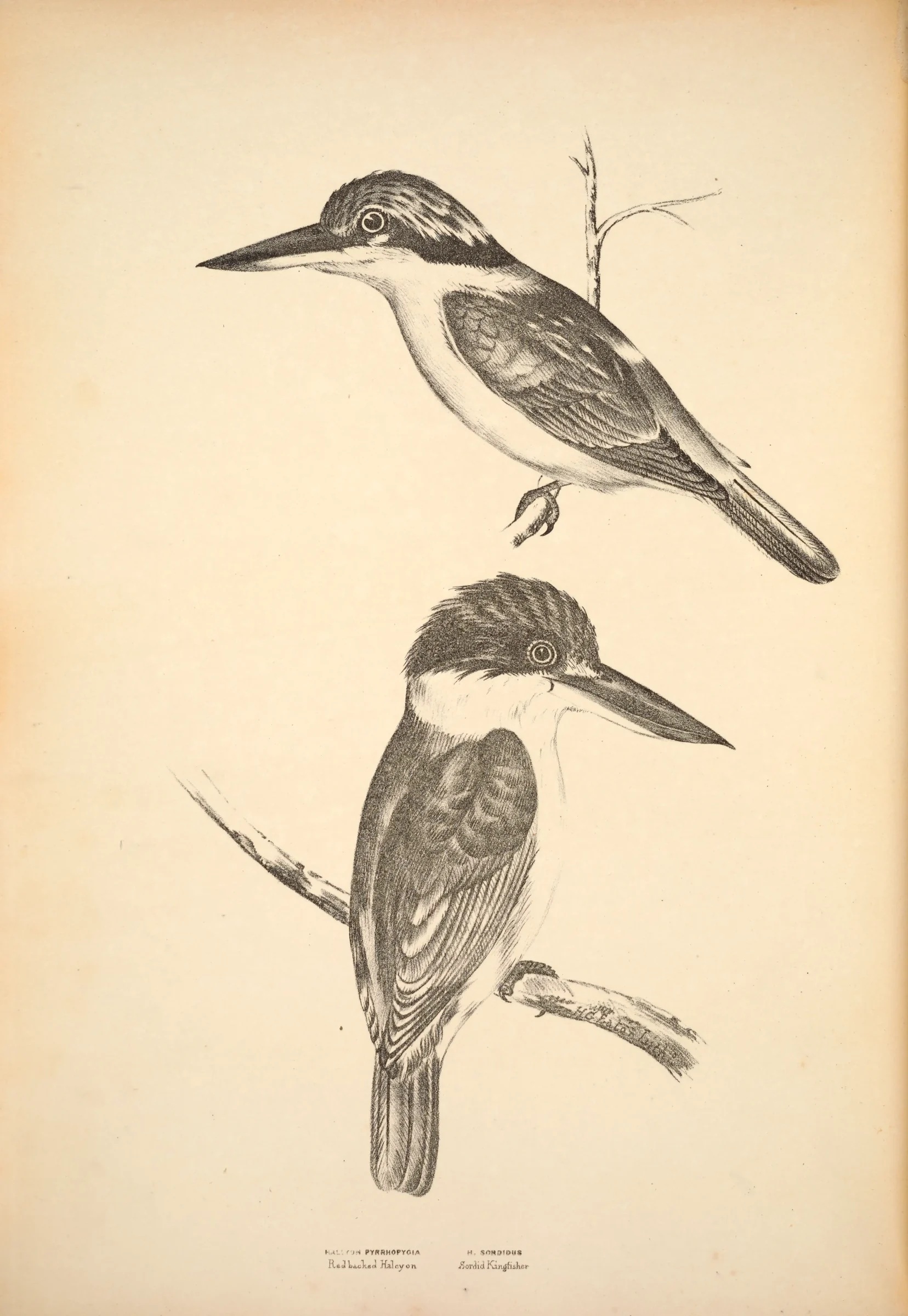 Historical bird plate: Red-backed Kingfisher