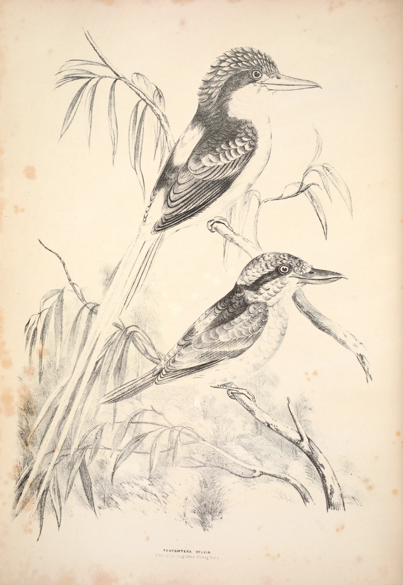 Historical bird plate: Buff-breasted Paradise Kingfisher