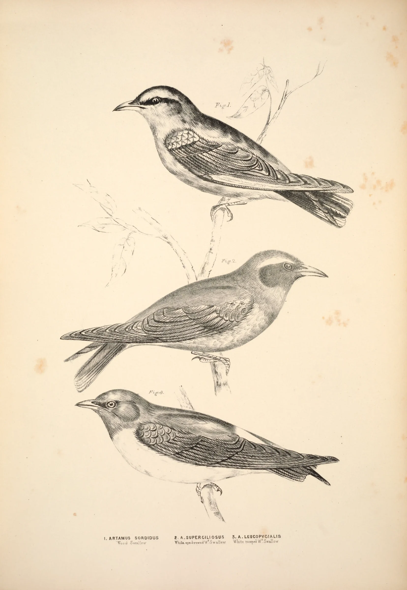 Historical bird plate: Dusky Woodswallow