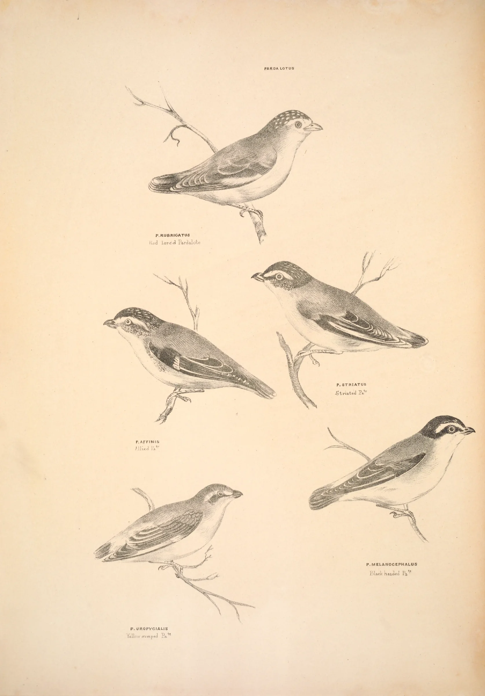 Historical bird plate: Red-browed Pardalote