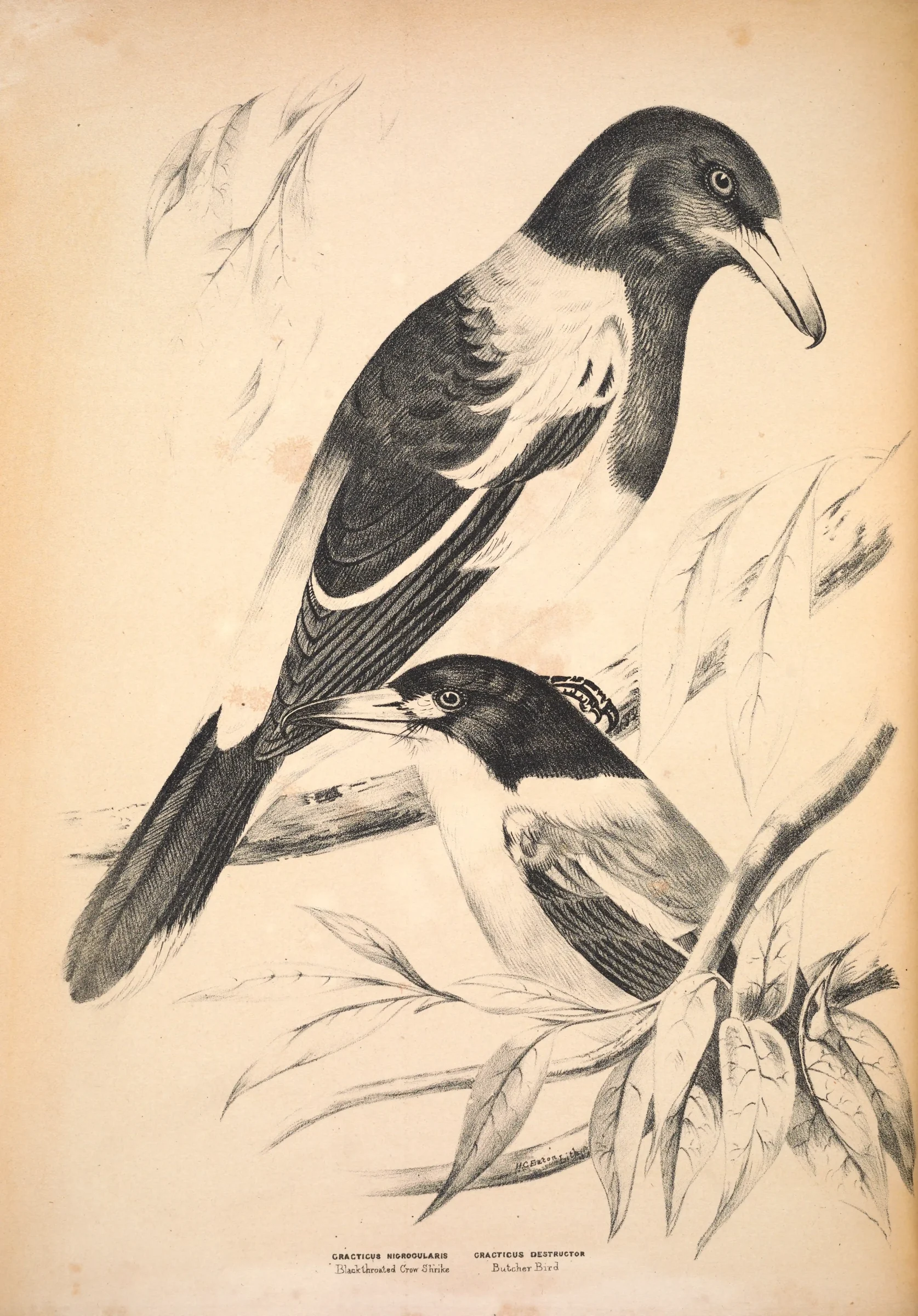 Historical bird plate: Grey Butcherbird