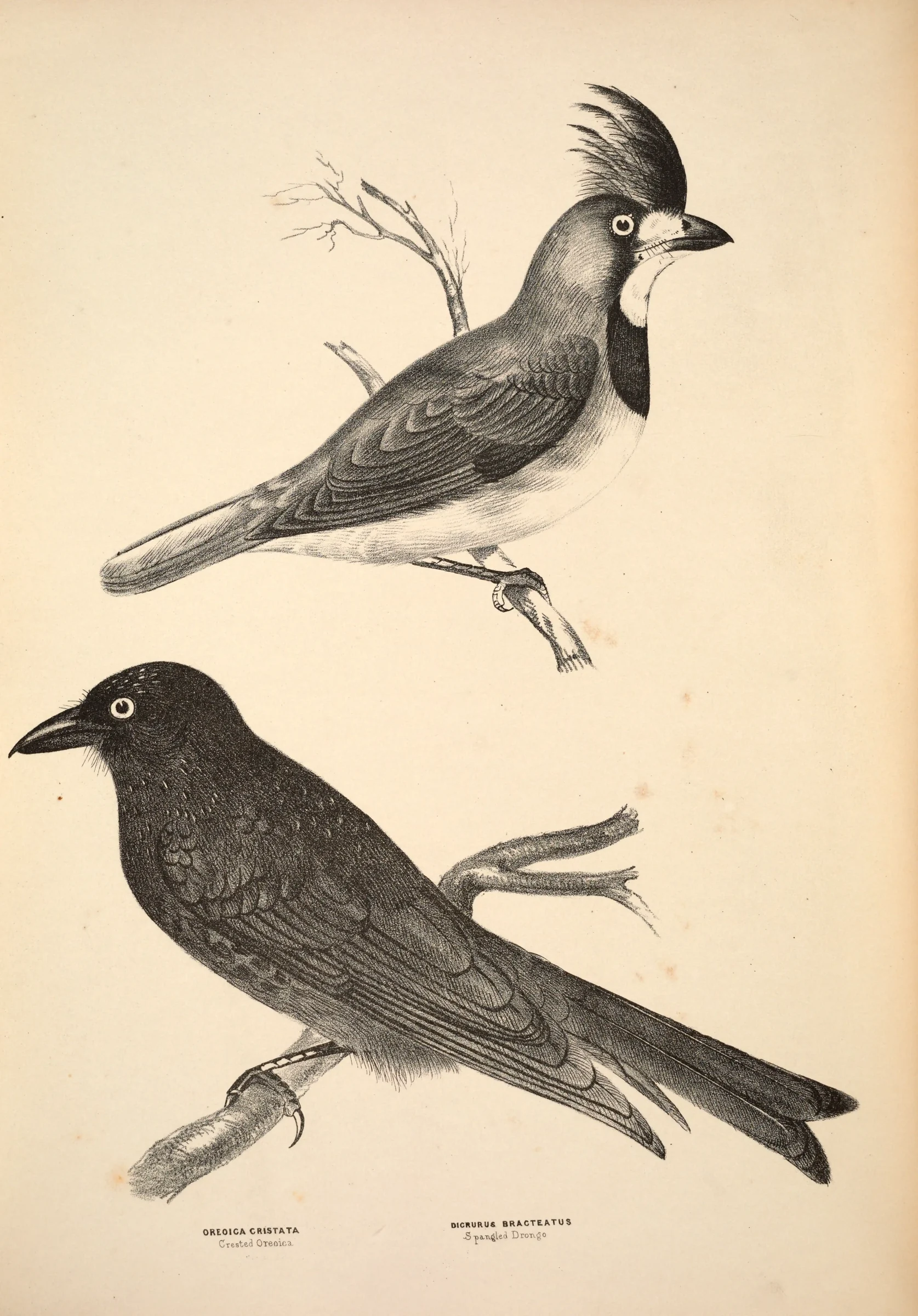 Historical bird plate: Crested Bellbird