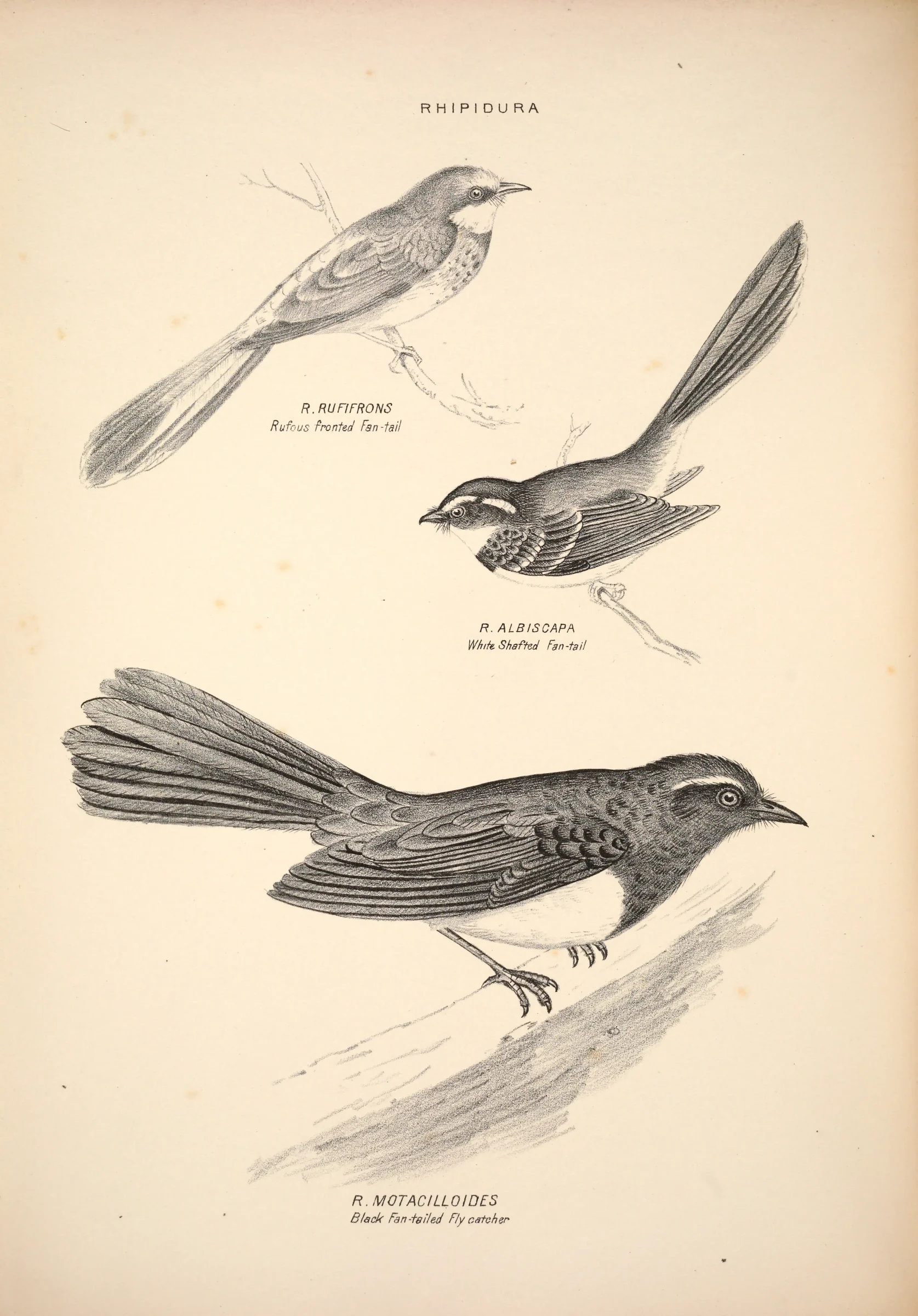 Historical bird plate: Grey Fantail