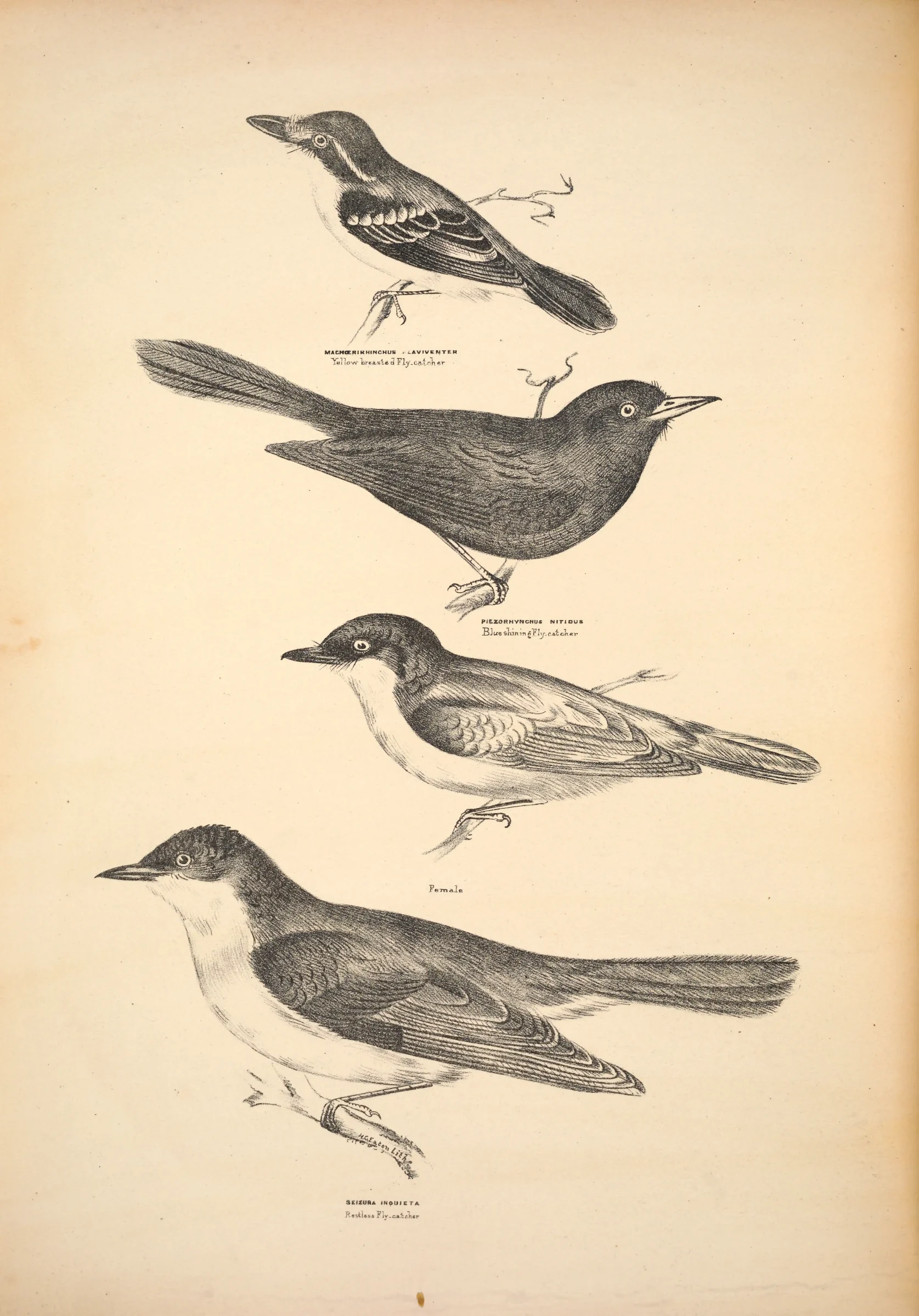 Historical bird plate: Restless Flycatcher