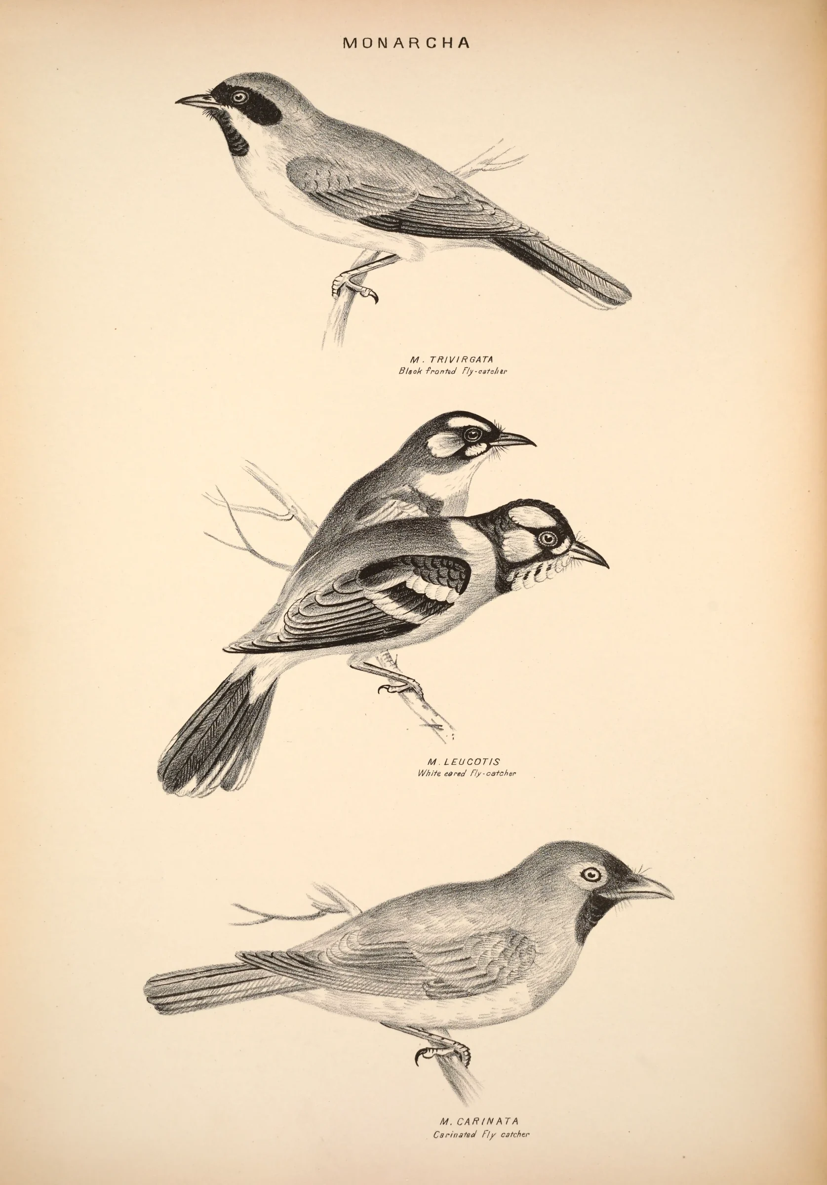Historical bird plate: Black-faced Monarch