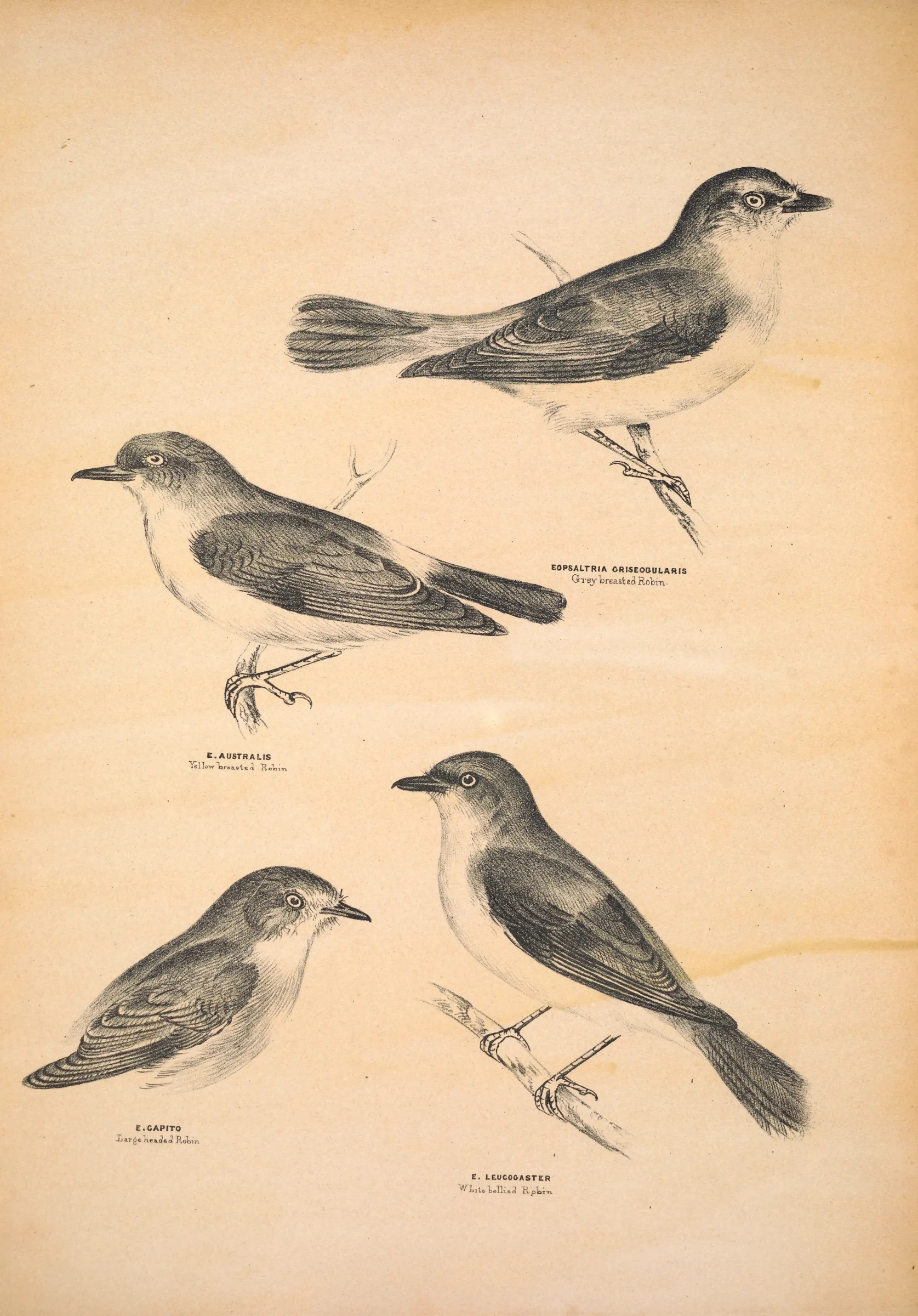 Historical bird plate: Eastern Yellow Robin