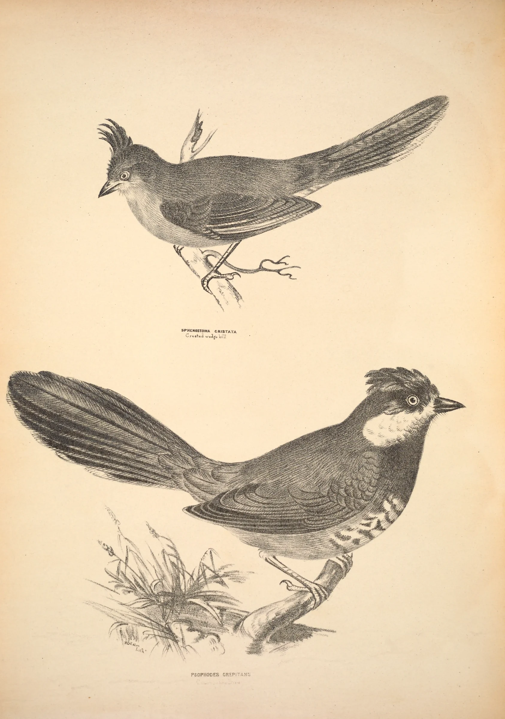 Historical bird plate: Chirruping Wedgebill