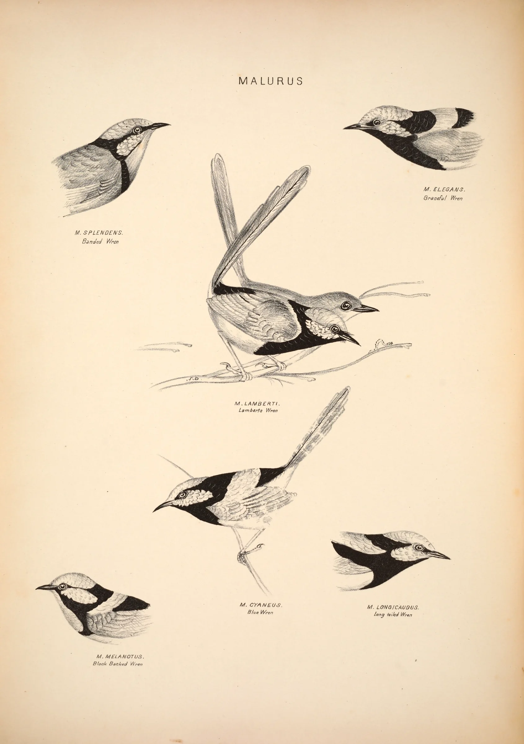 Historical bird plate: Red-backed Fairywren