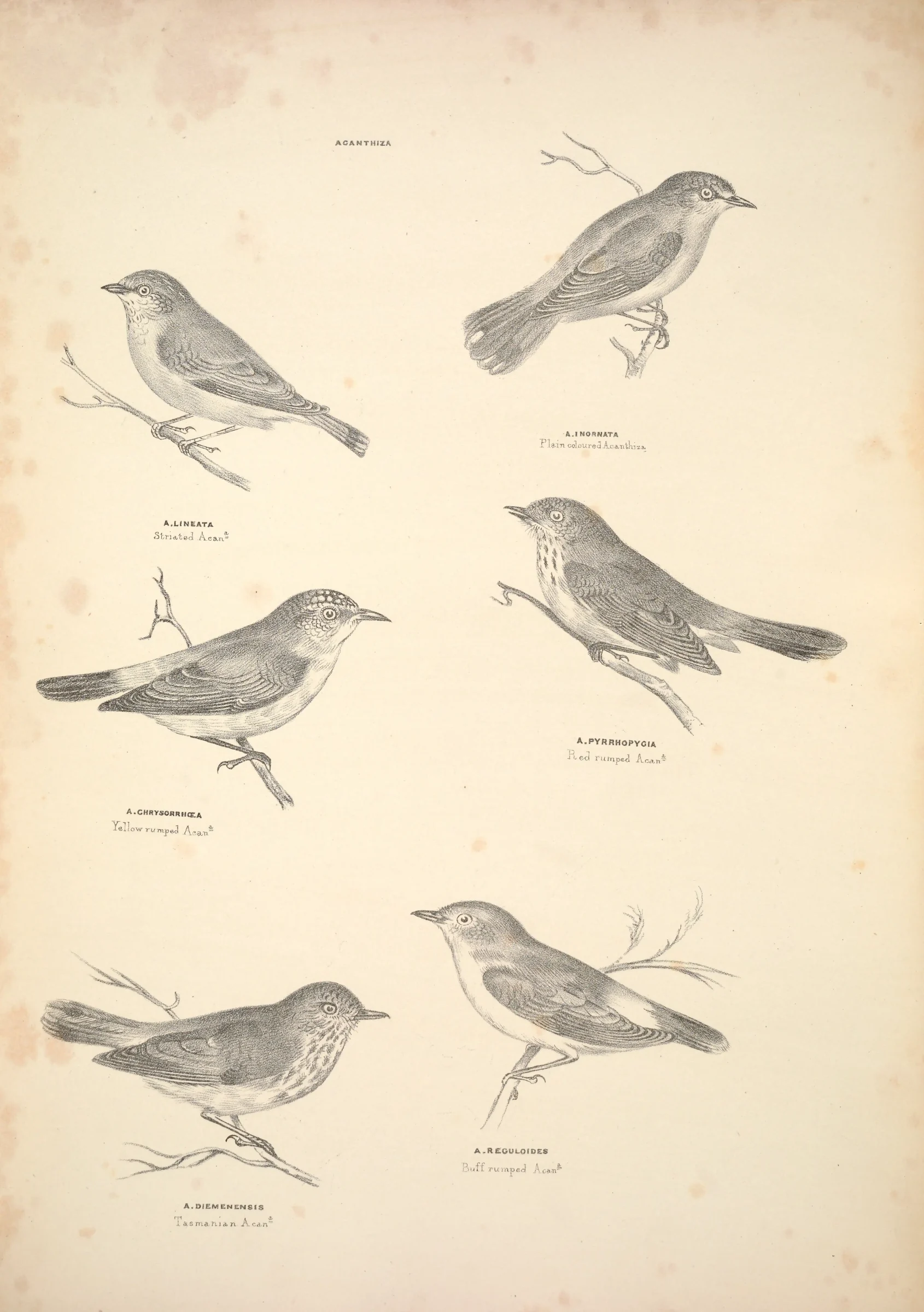 Historical bird plate: Brown Thornbill
