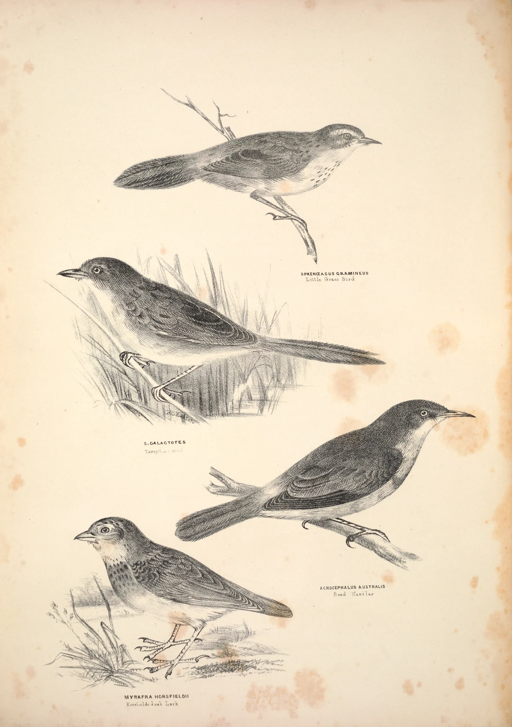 Historical bird plate: Australian Reed Warbler