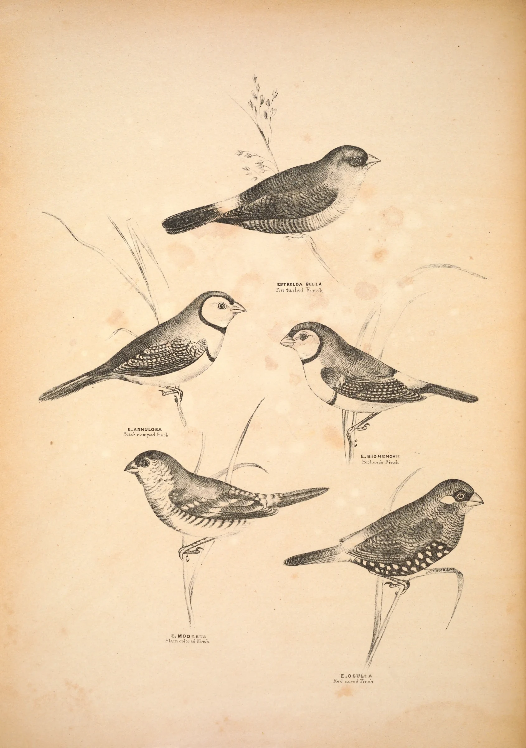 Historical bird plate: Beautiful Firetail