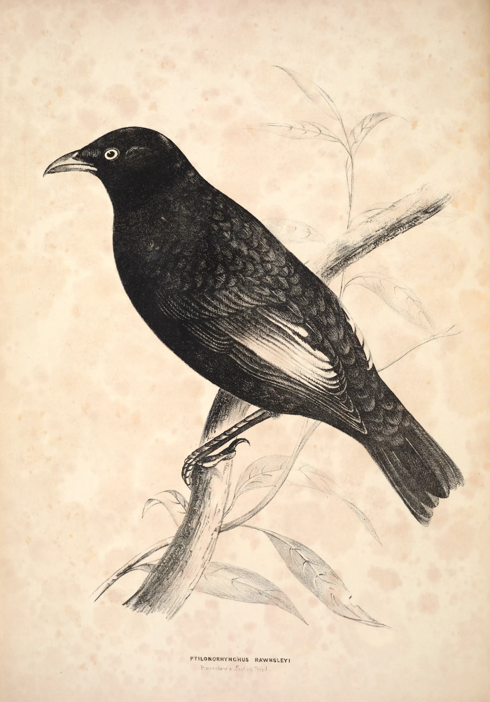 Historical bird plate: Regent Bowerbird