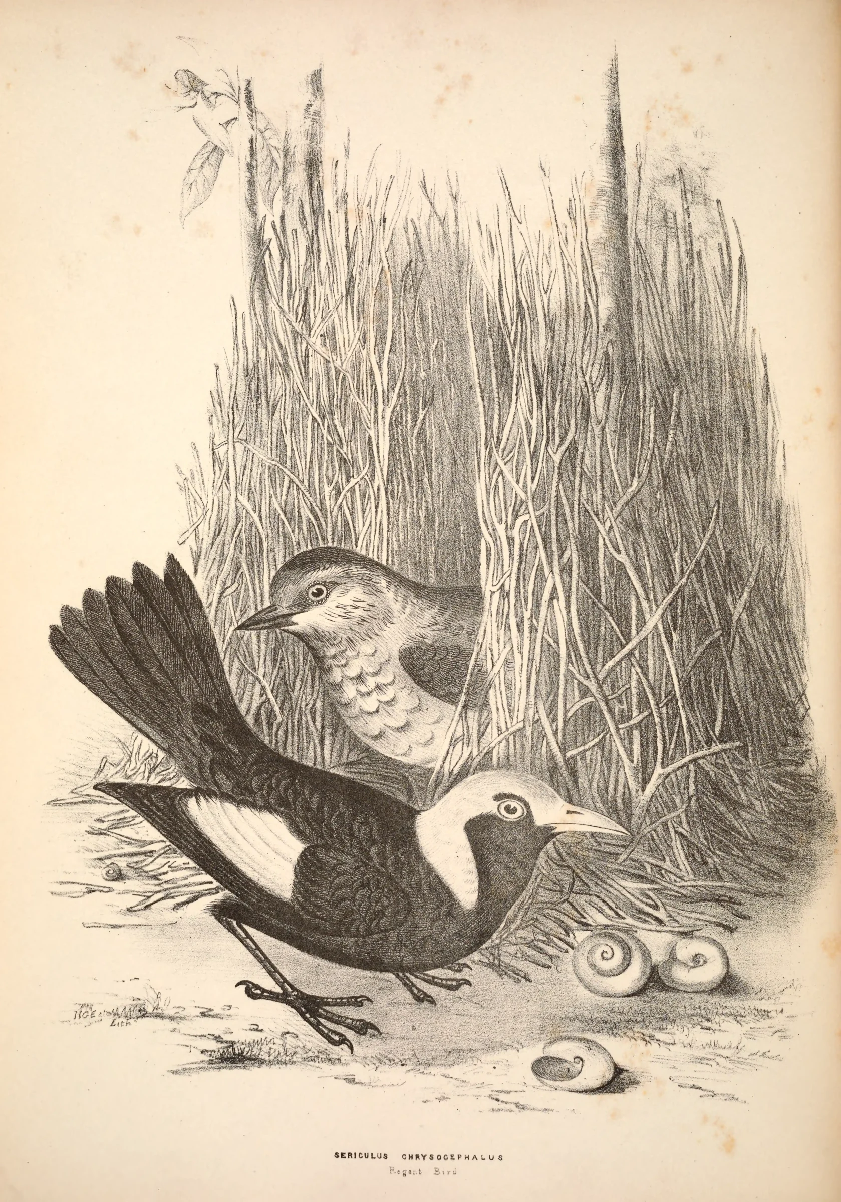Historical bird plate: Regent Bowerbird