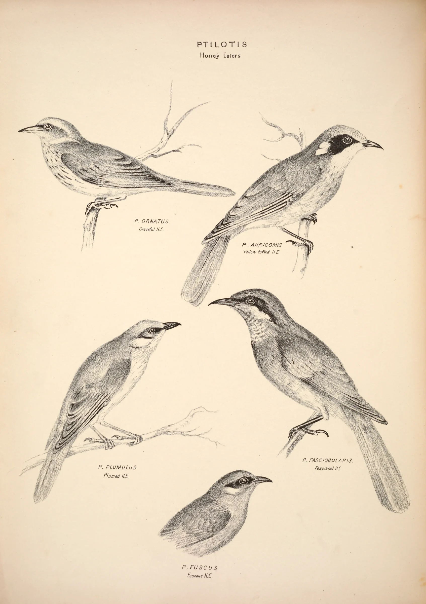 Historical bird plate: Fuscous Honeyeater