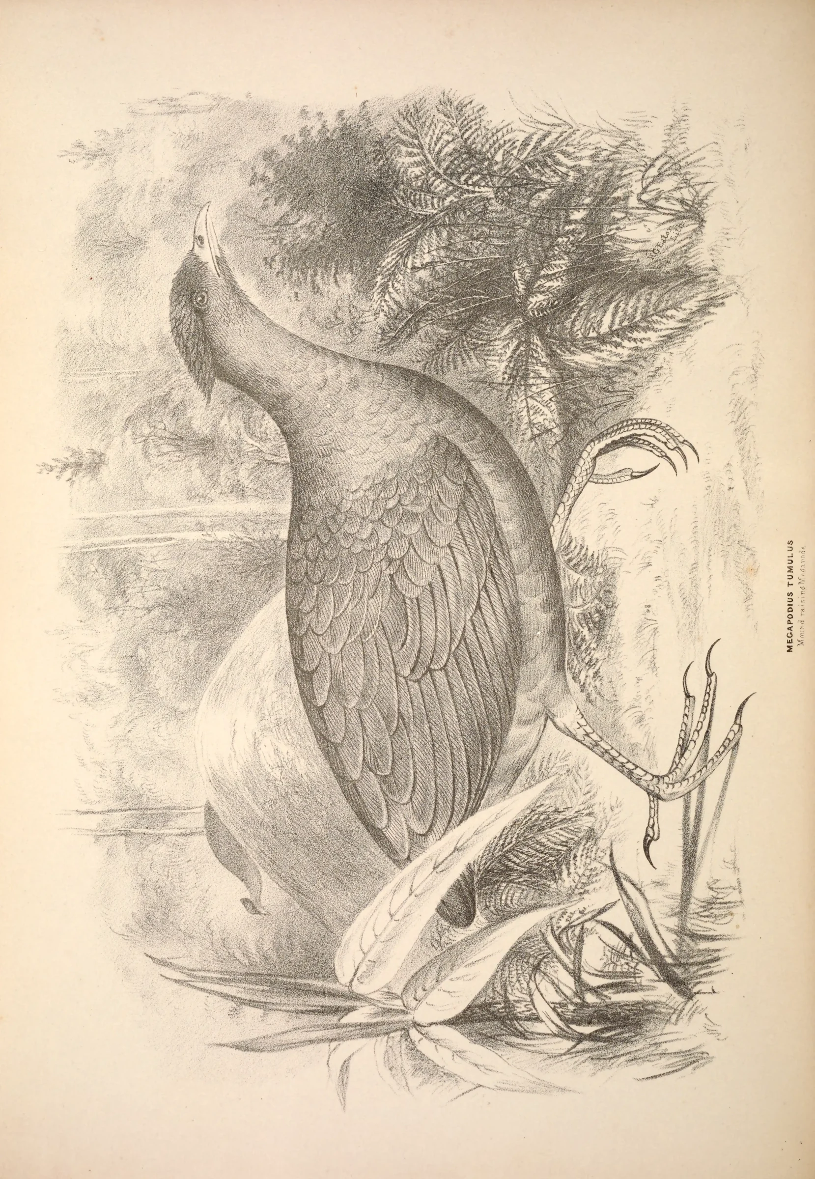 Historical bird plate: Orange-footed Scrubfowl