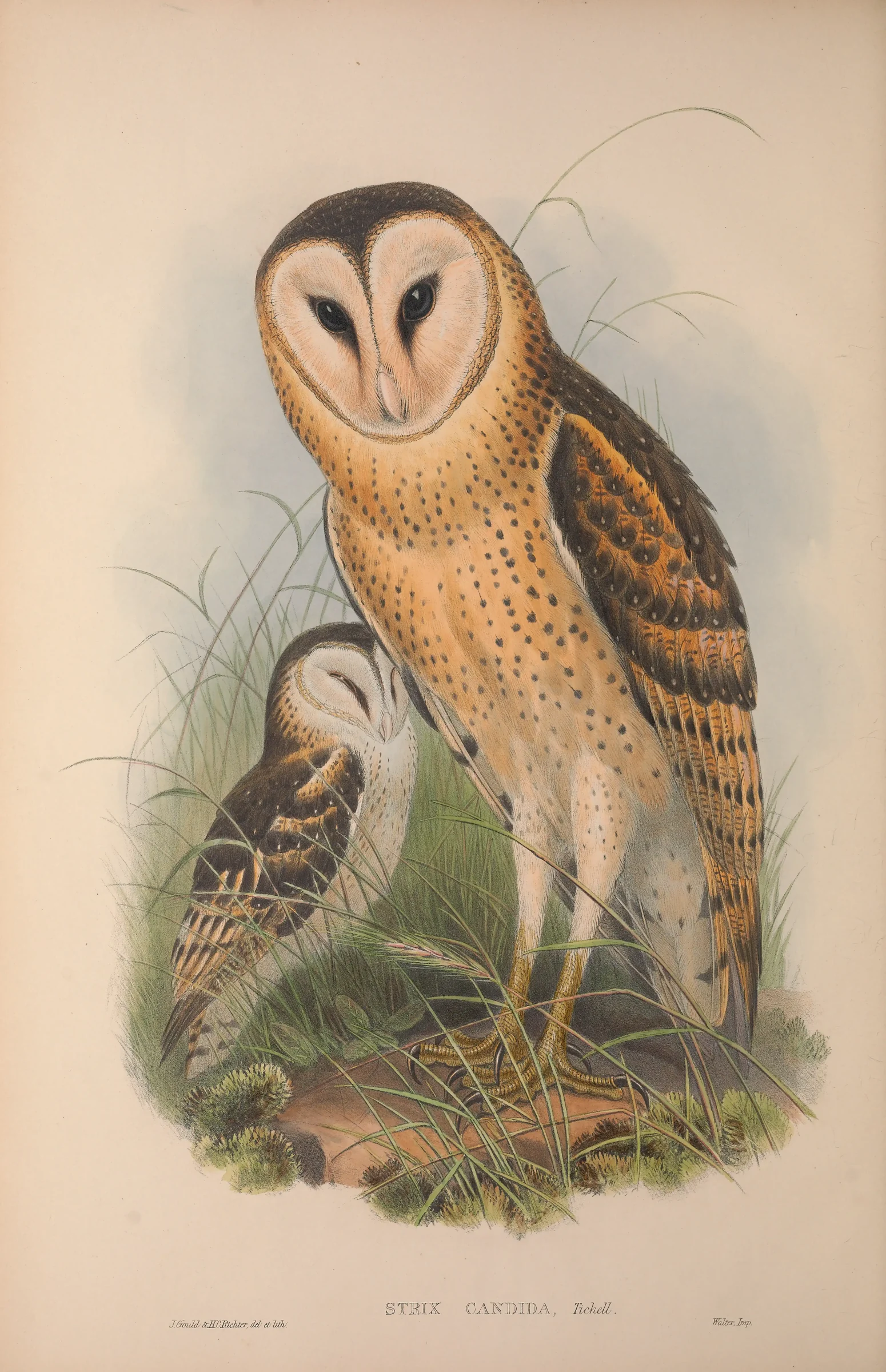 Historical bird plate: Eastern Grass Owl