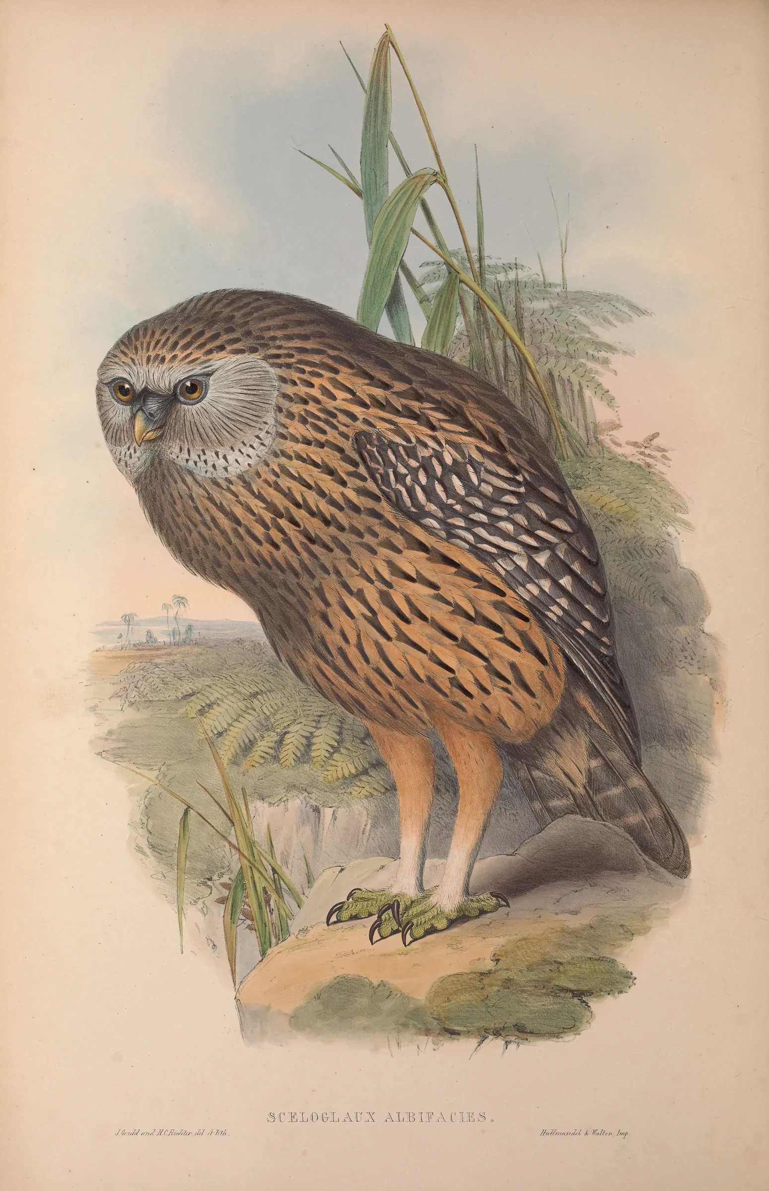 Historical bird plate: Laughing Owl