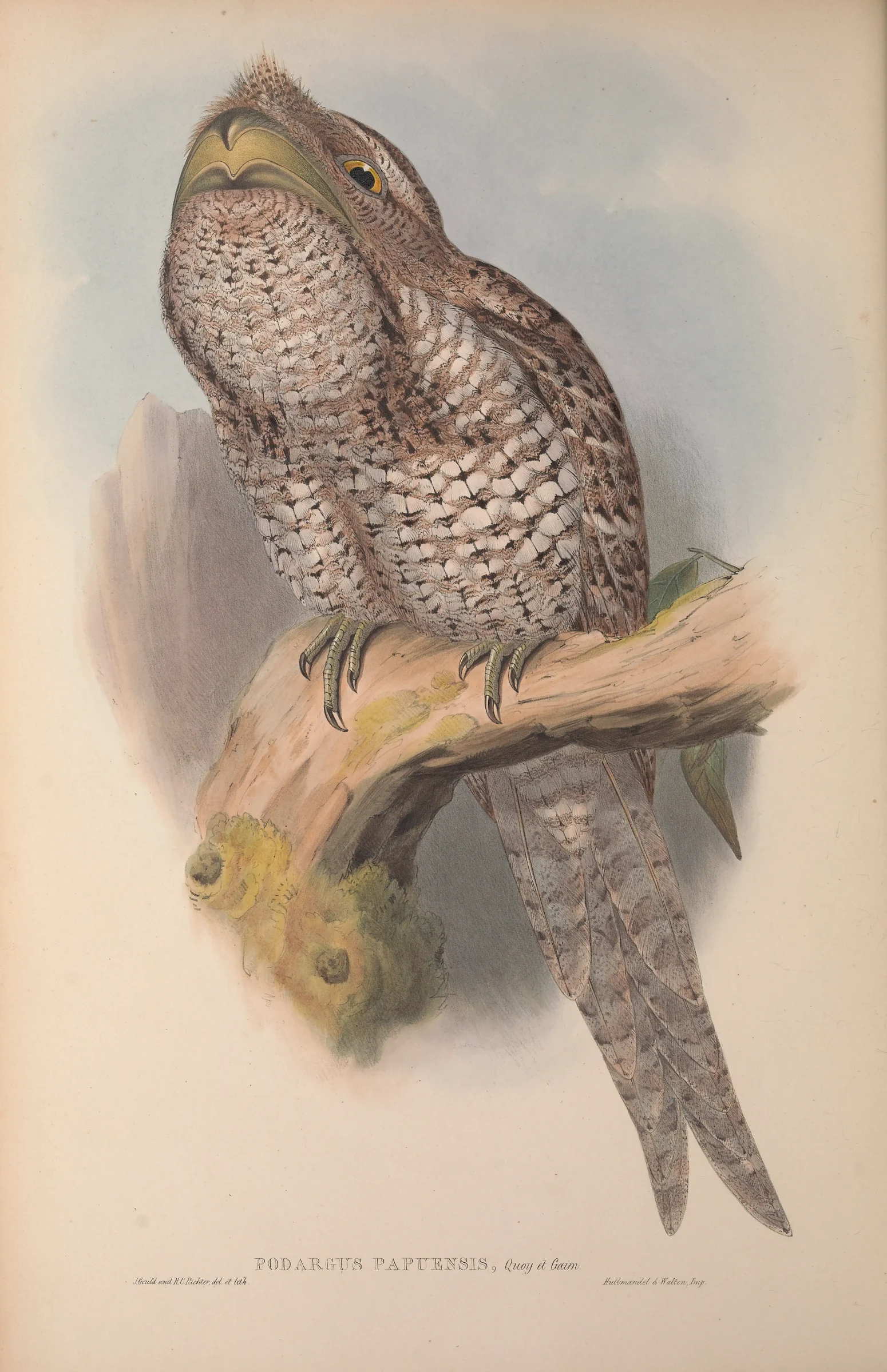 Historical bird plate: Papuan Frogmouth