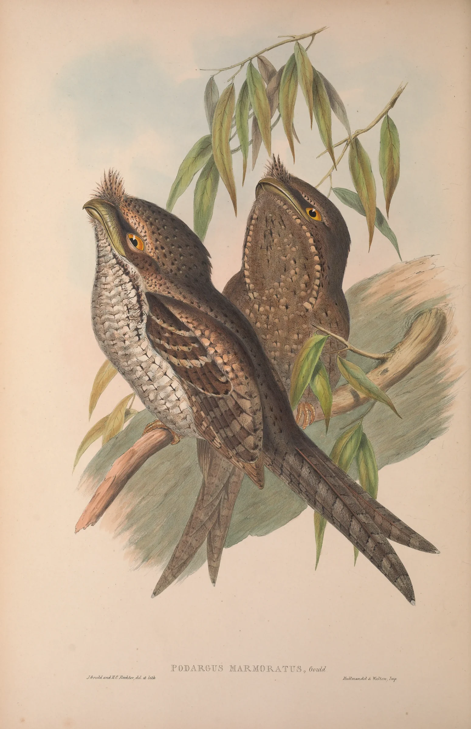 Historical bird plate: Marbled Frogmouth