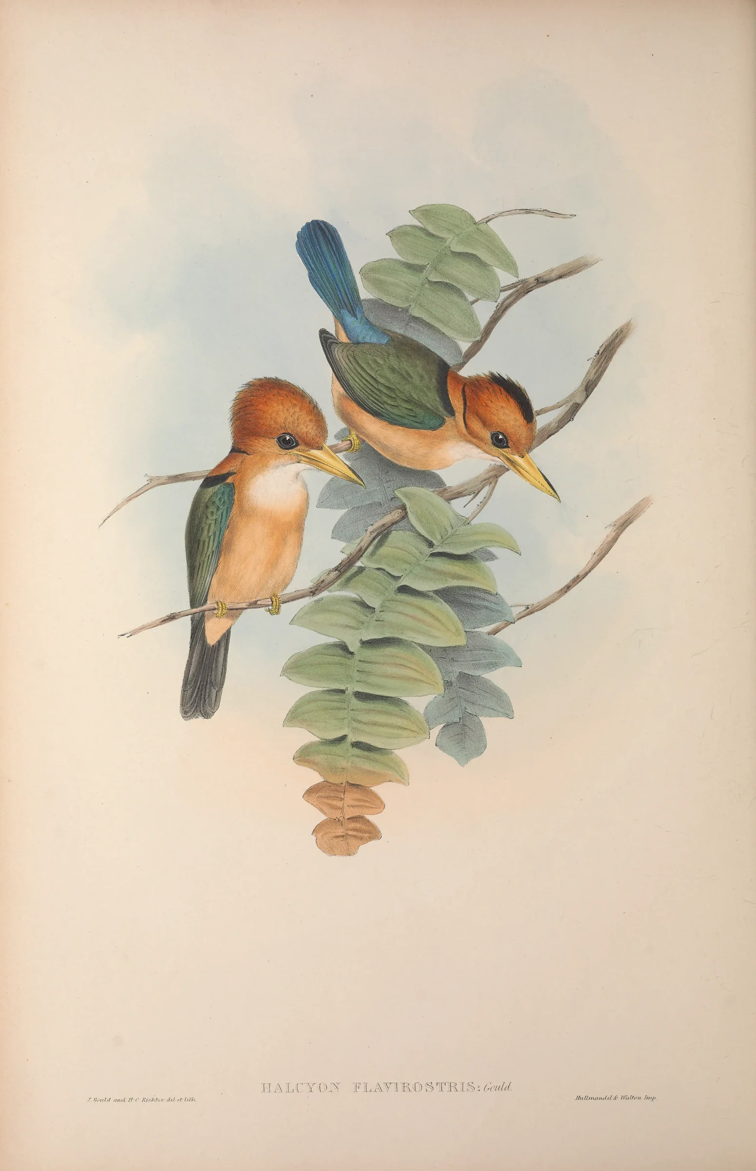 Historical bird plate: Yellow-billed Kingfisher