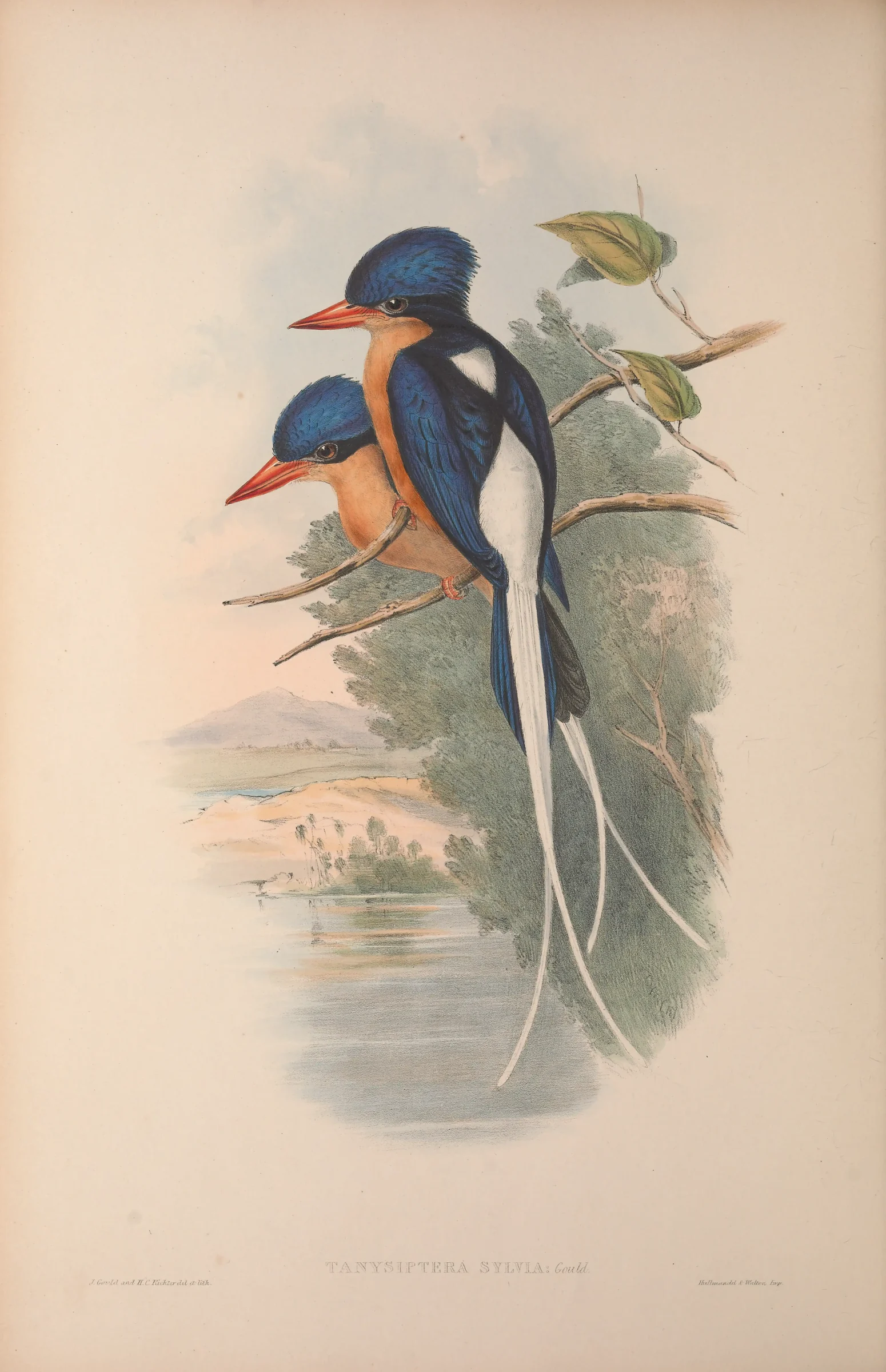 Historical bird plate: Buff-breasted Paradise Kingfisher
