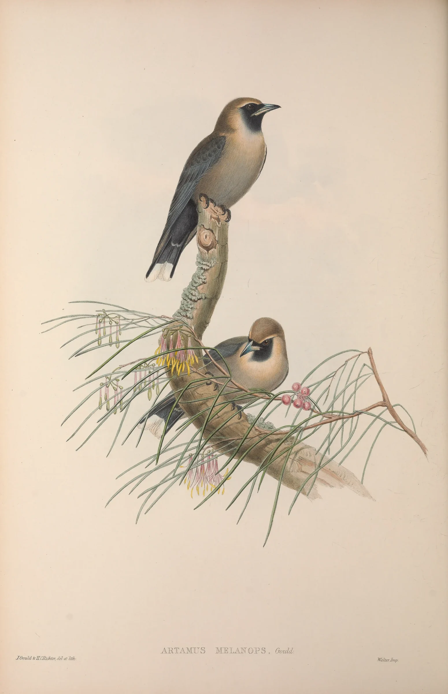 Historical bird plate: Black-faced Woodswallow