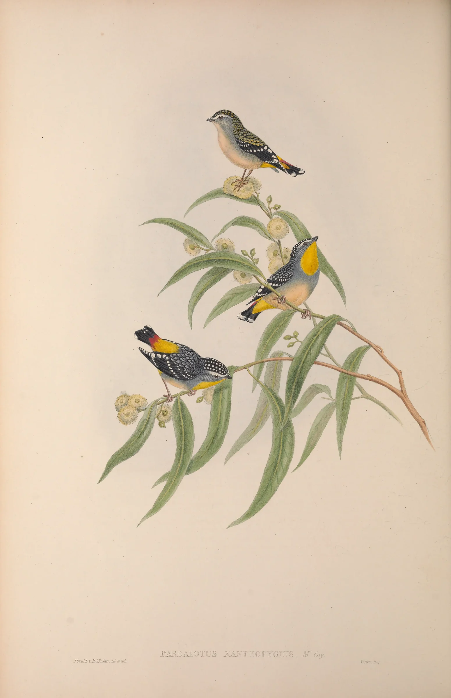 Historical bird plate: Spotted Pardalote
